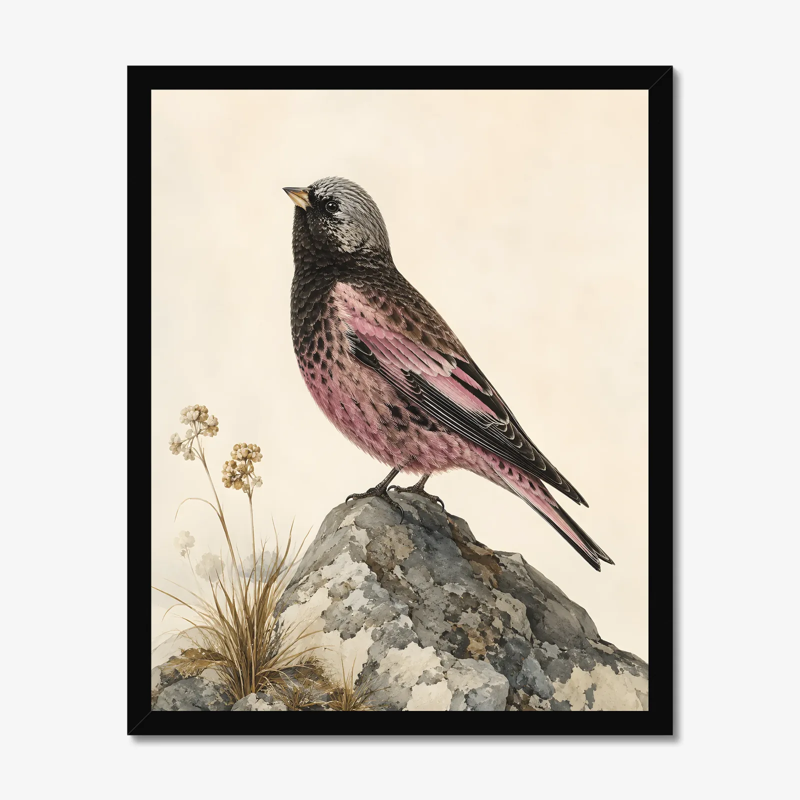 Gray Crowned Rosy Finch Print in a black frame