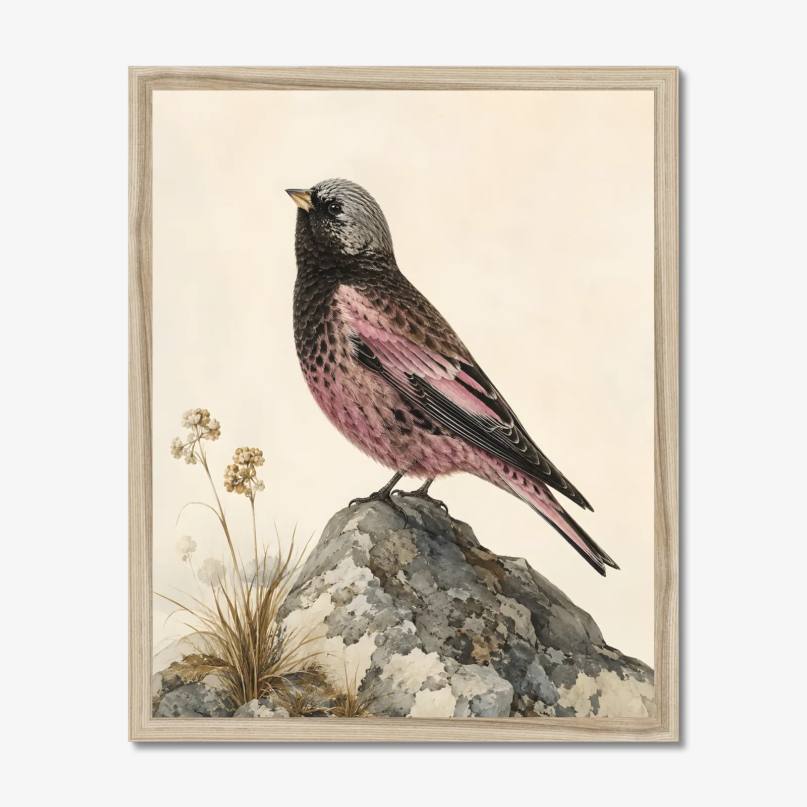 Gray Crowned Rosy Finch Print in a natural frame
