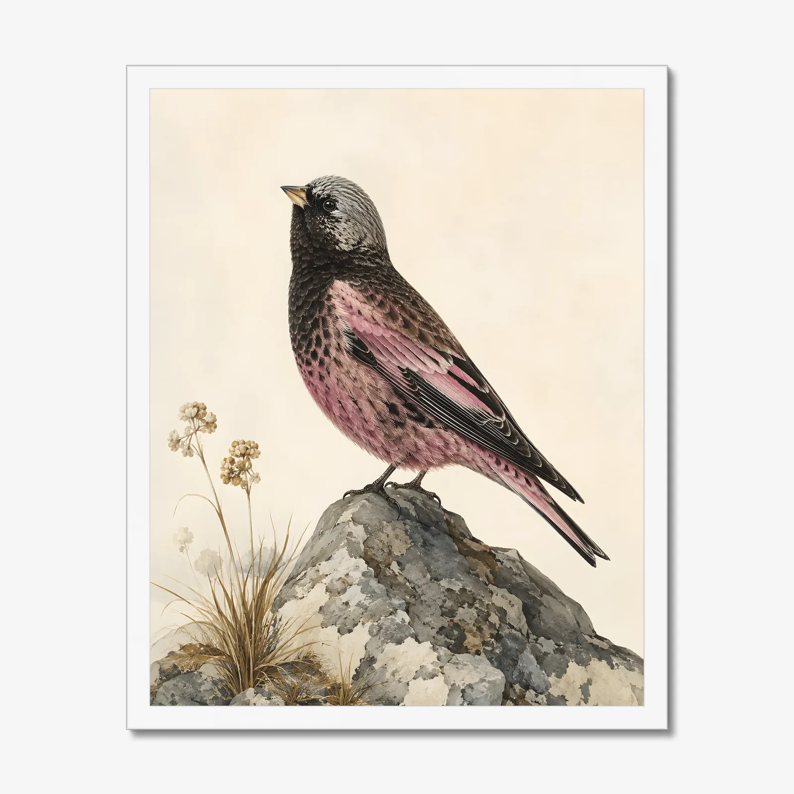 Gray Crowned Rosy Finch Print in a white frame