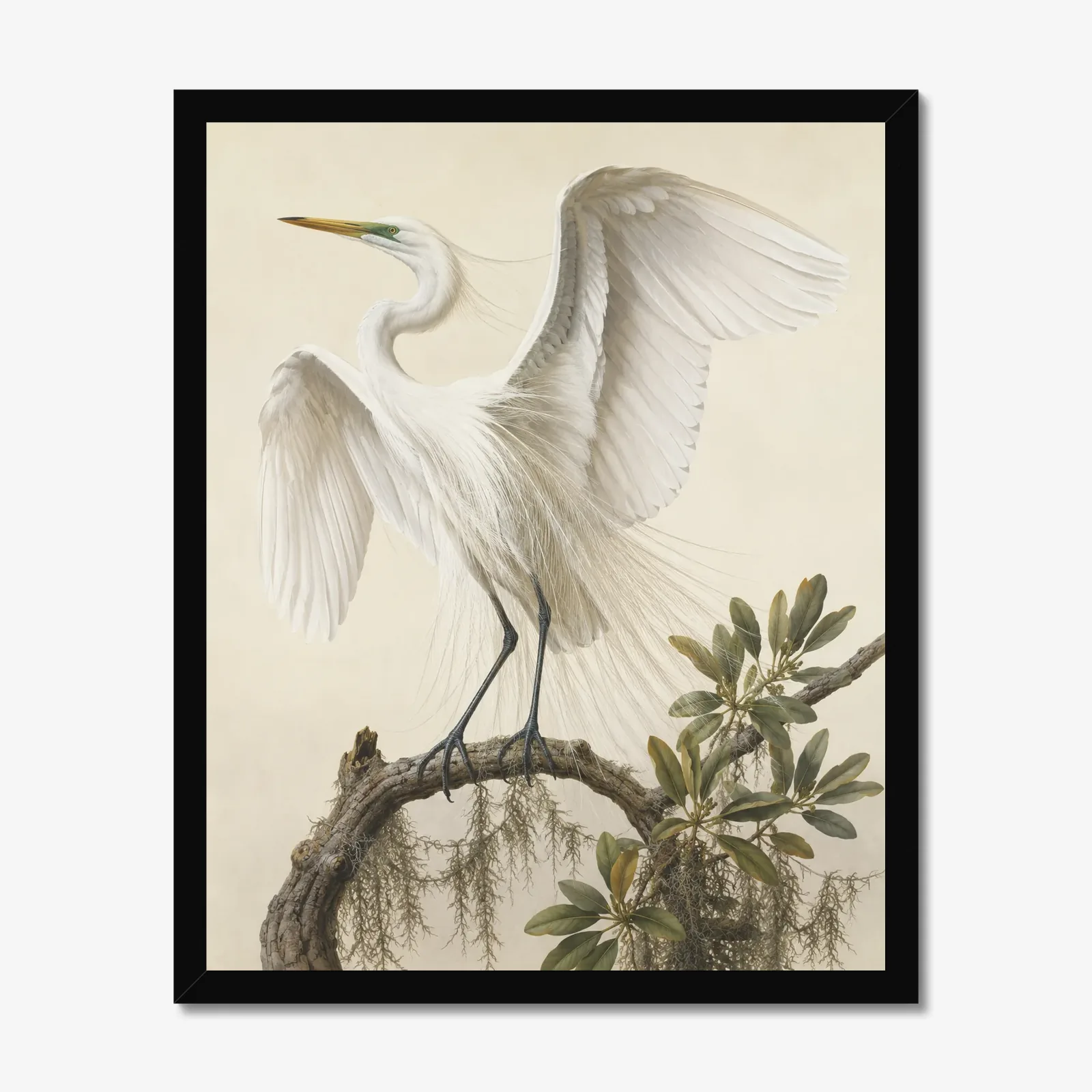 Great Egret Print - With Wings Raised in a black frame