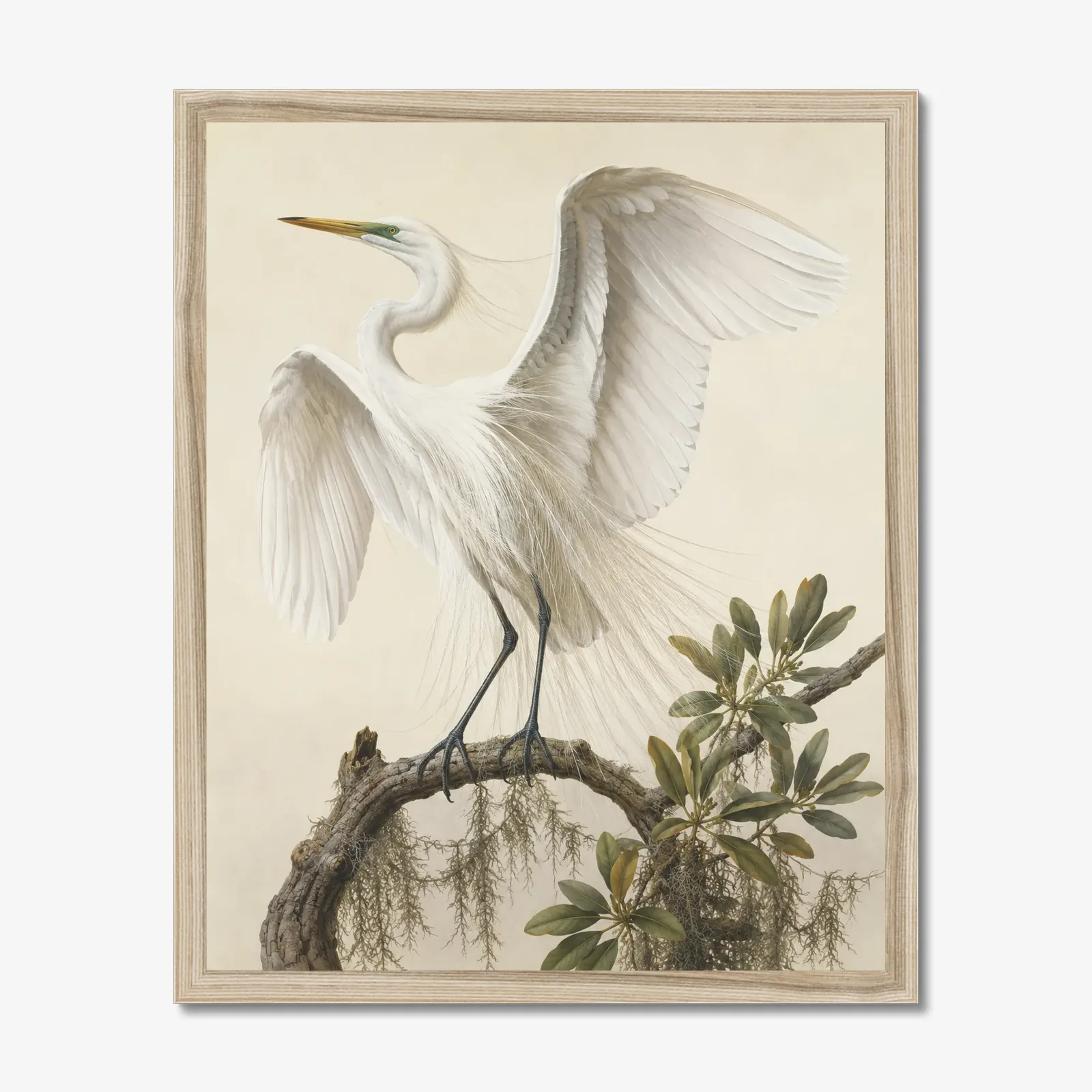 Great Egret Print - With Wings Raised shown as a fine-art print