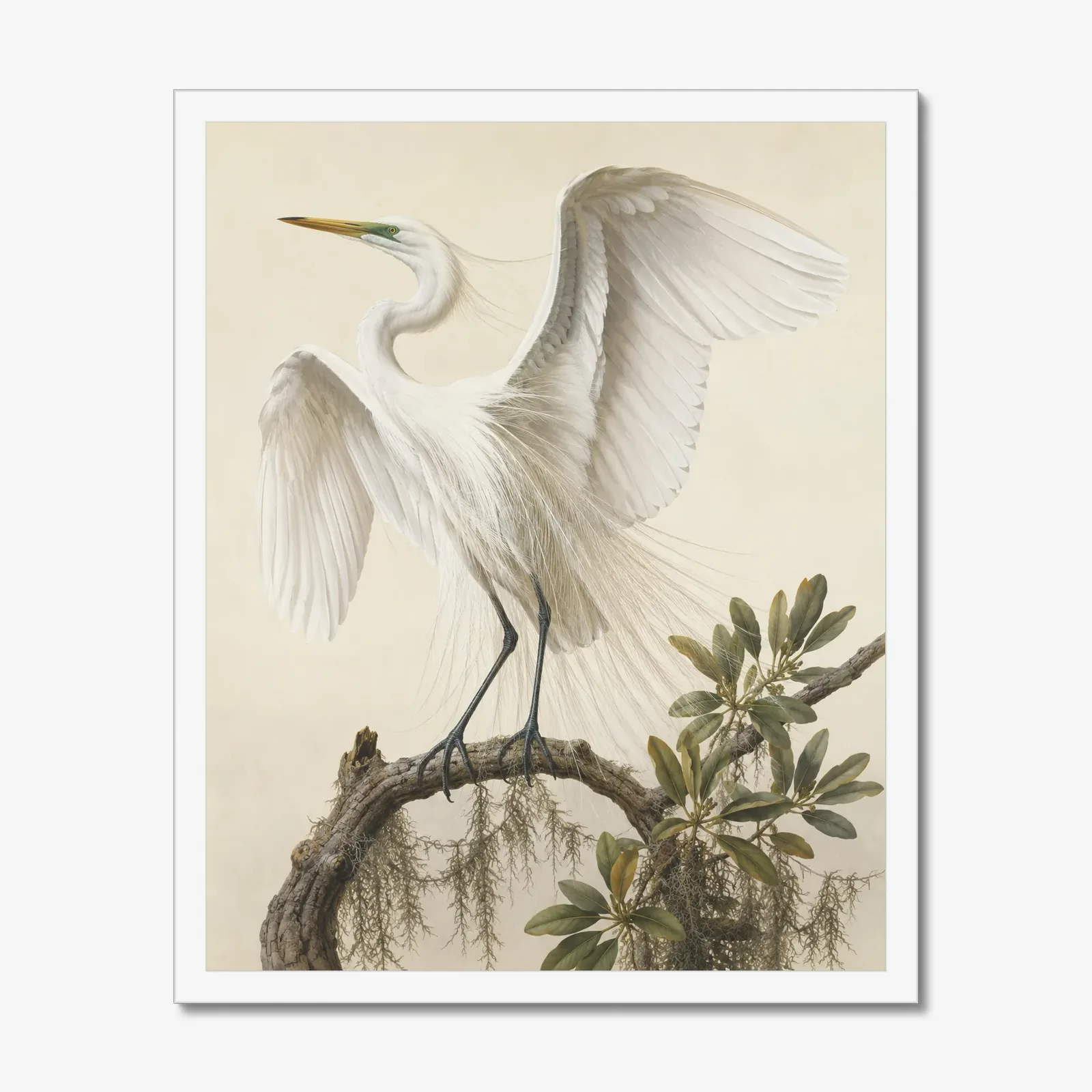 Great Egret Print - With Wings Raised in a white frame
