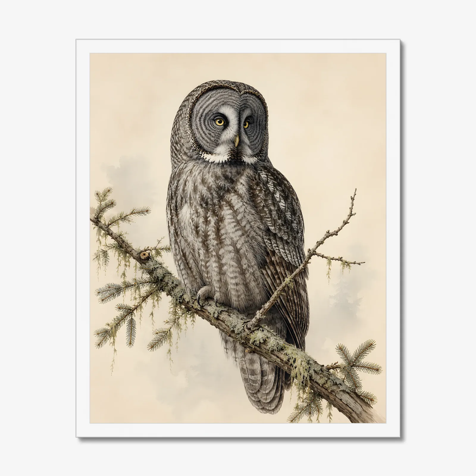 Great Gray Owl Print in a white frame