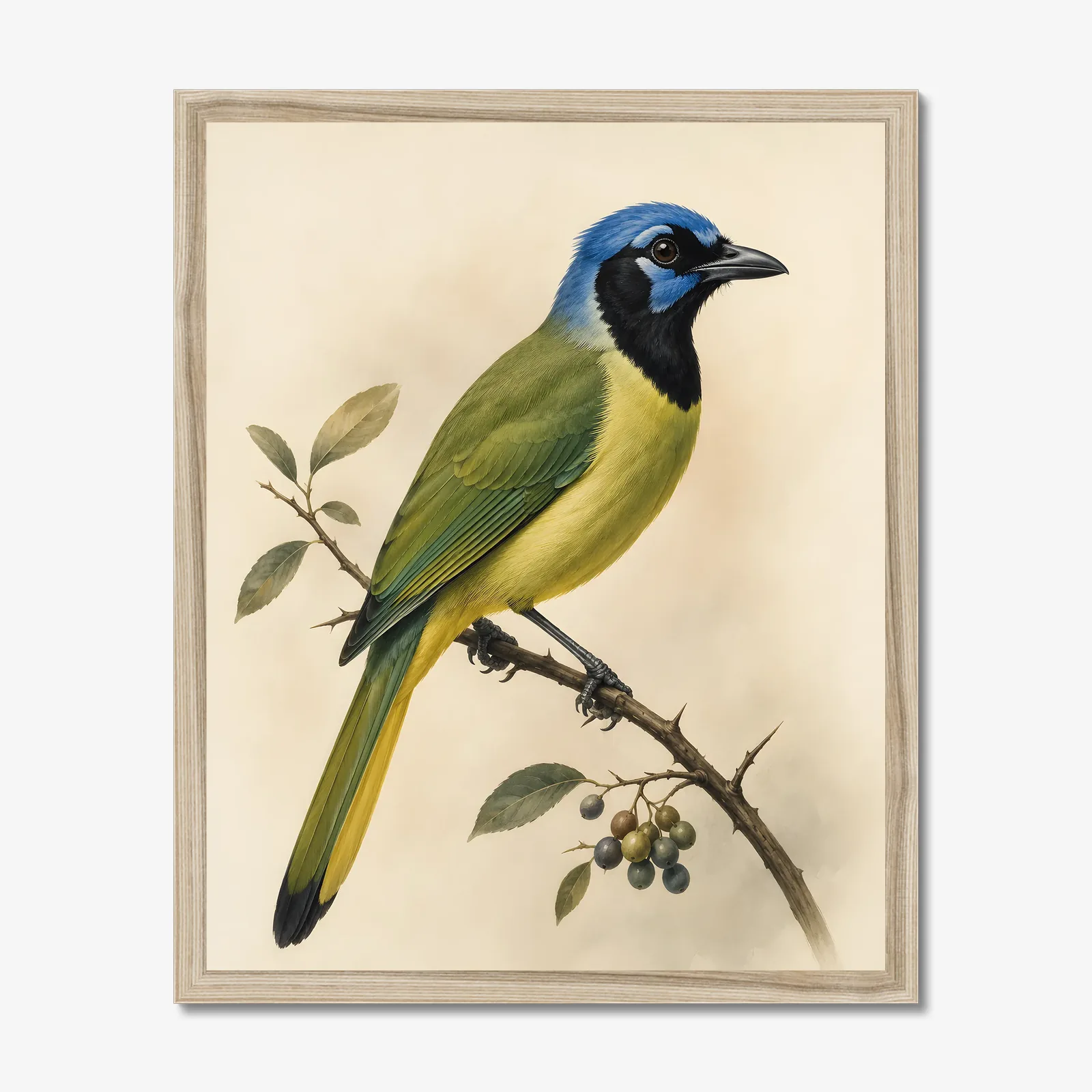 Green Jay Print in a natural frame