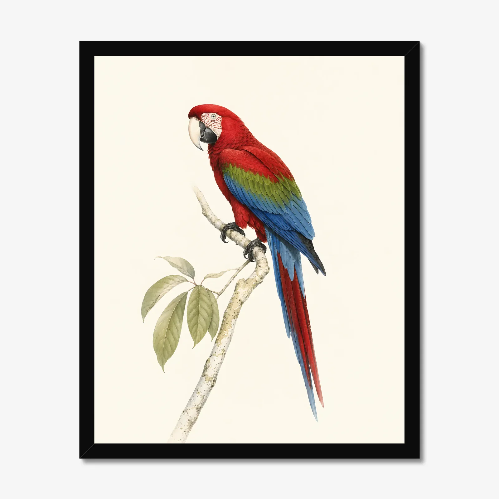 Green-winged Macaw Print in a black frame