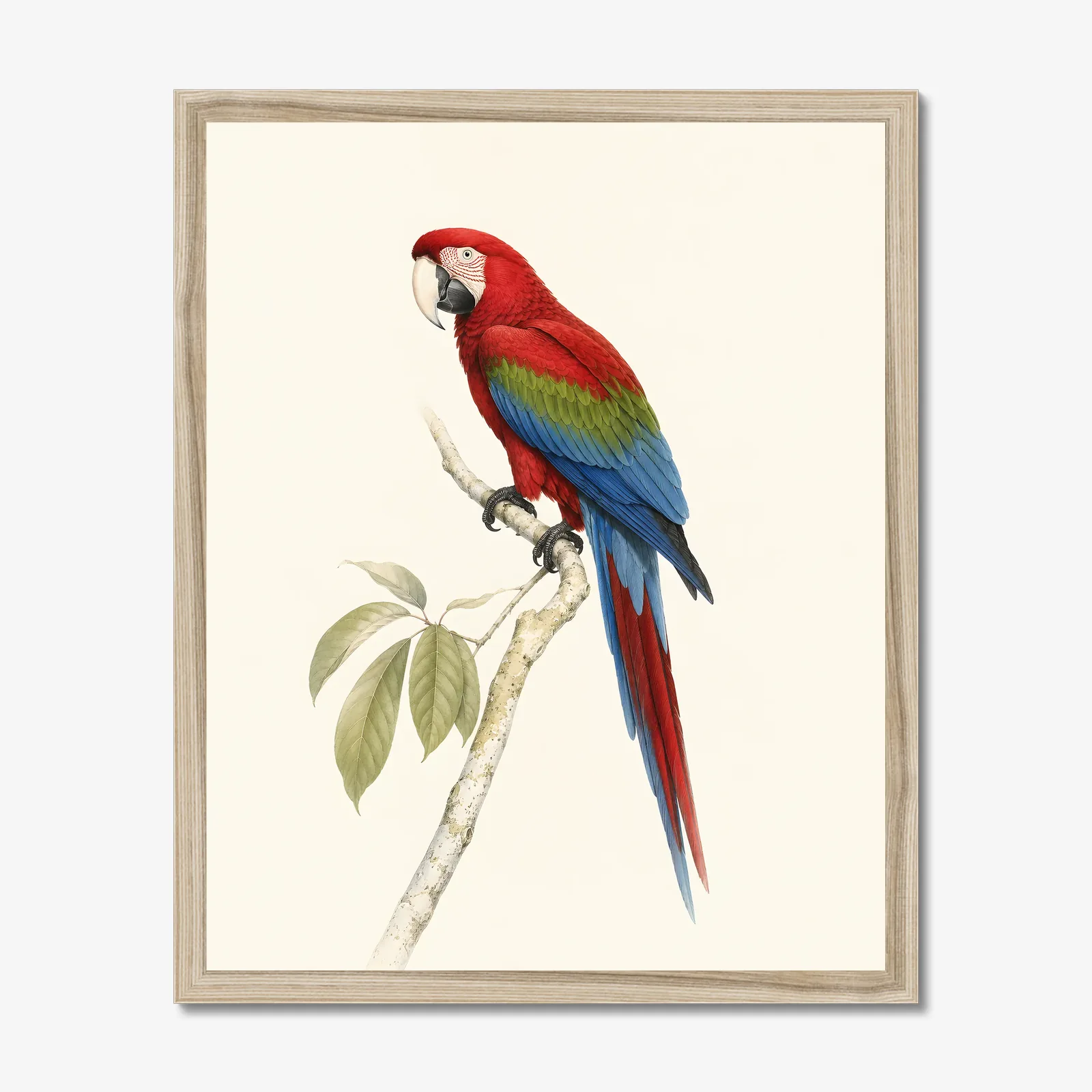 Green-winged Macaw Print in a natural frame