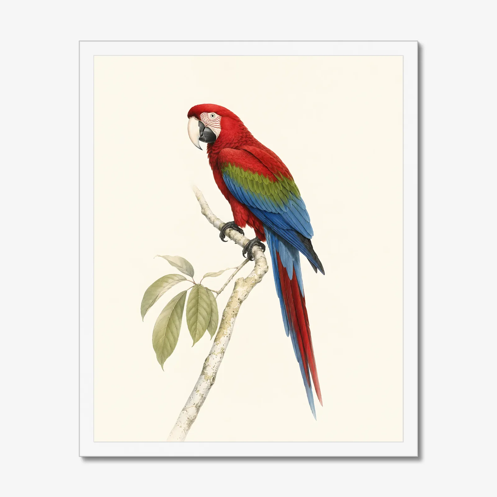 Green-winged Macaw Print in a white frame