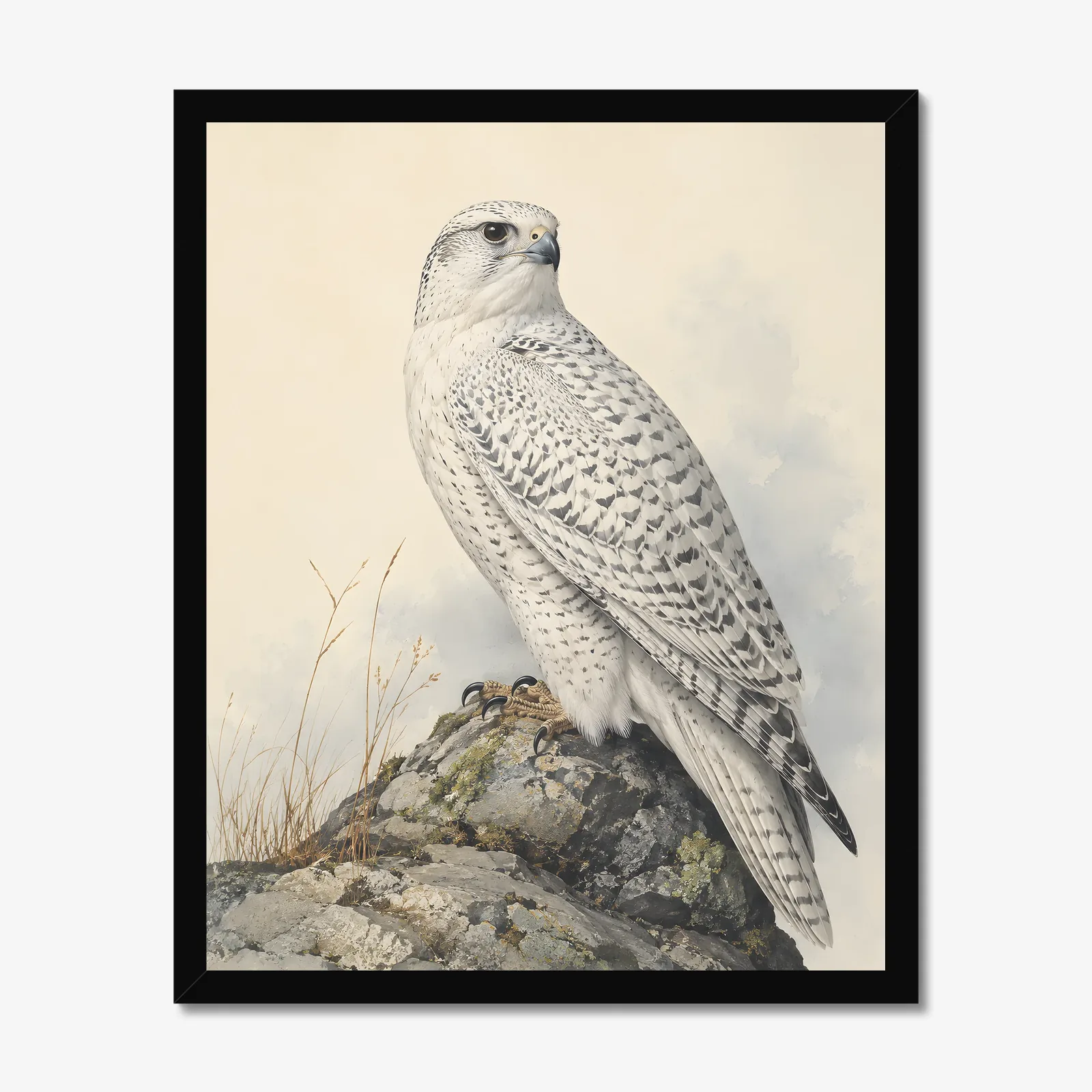 Gyrfalcon Print in a black frame