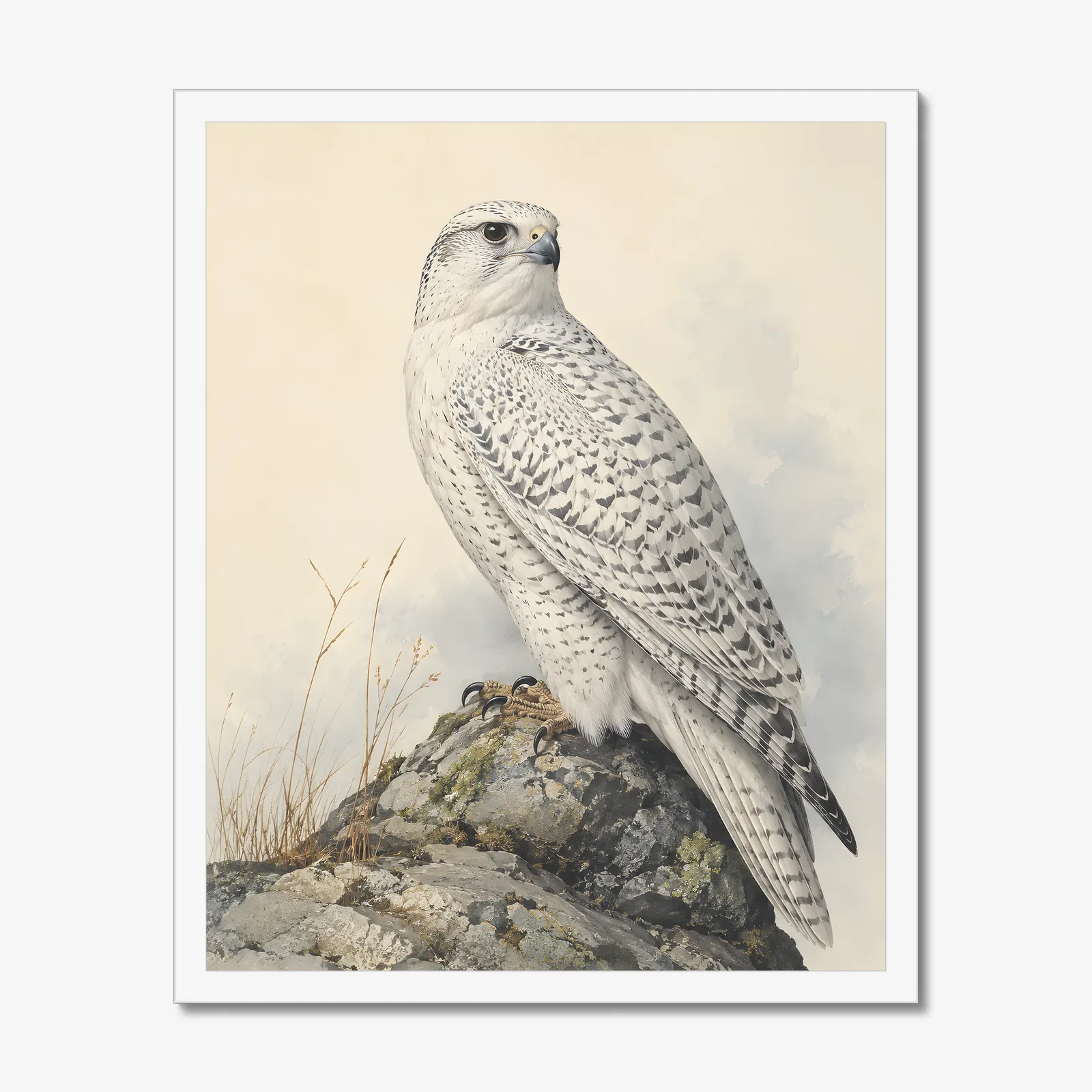 Gyrfalcon Print in a white frame