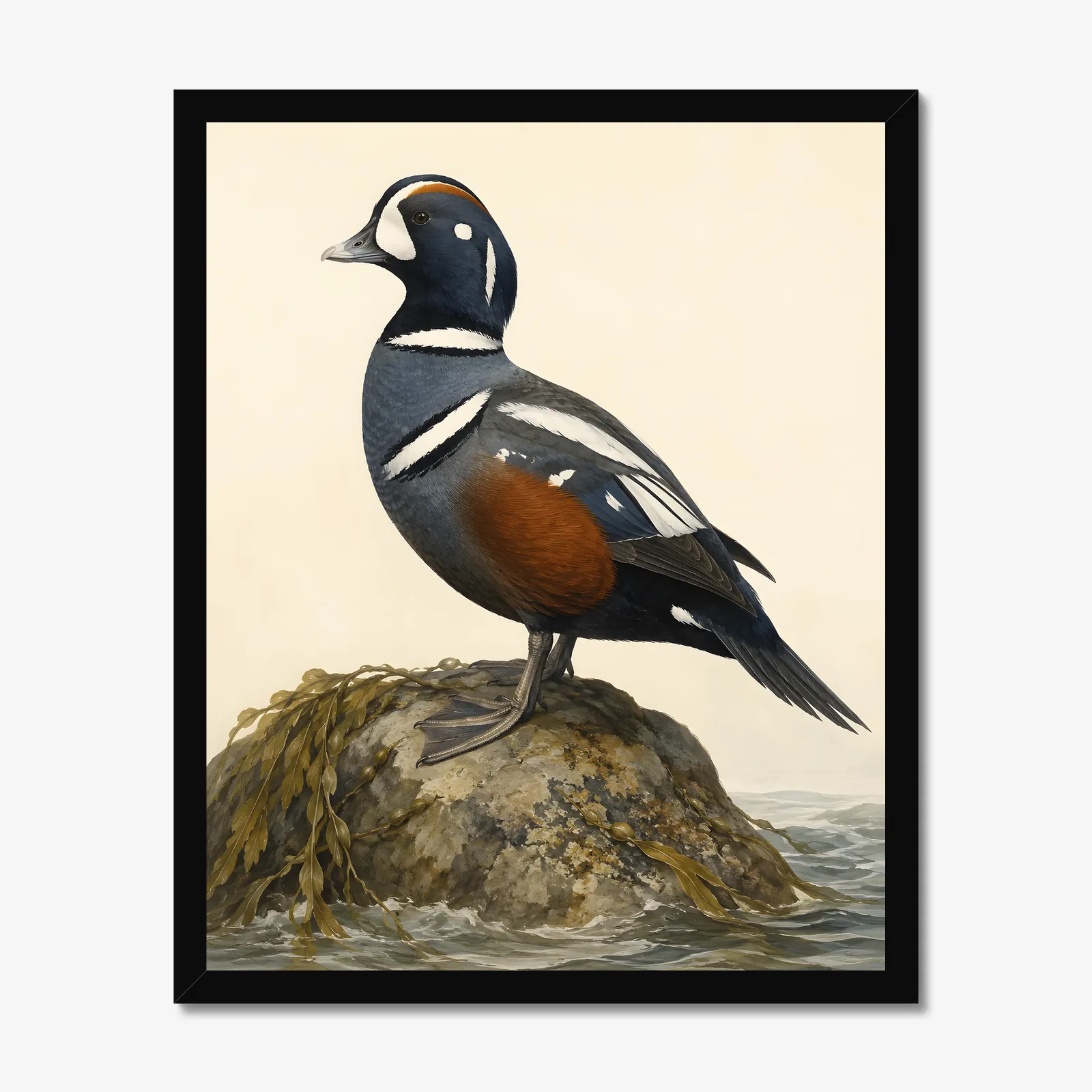 Harlequin Duck Print in a black frame