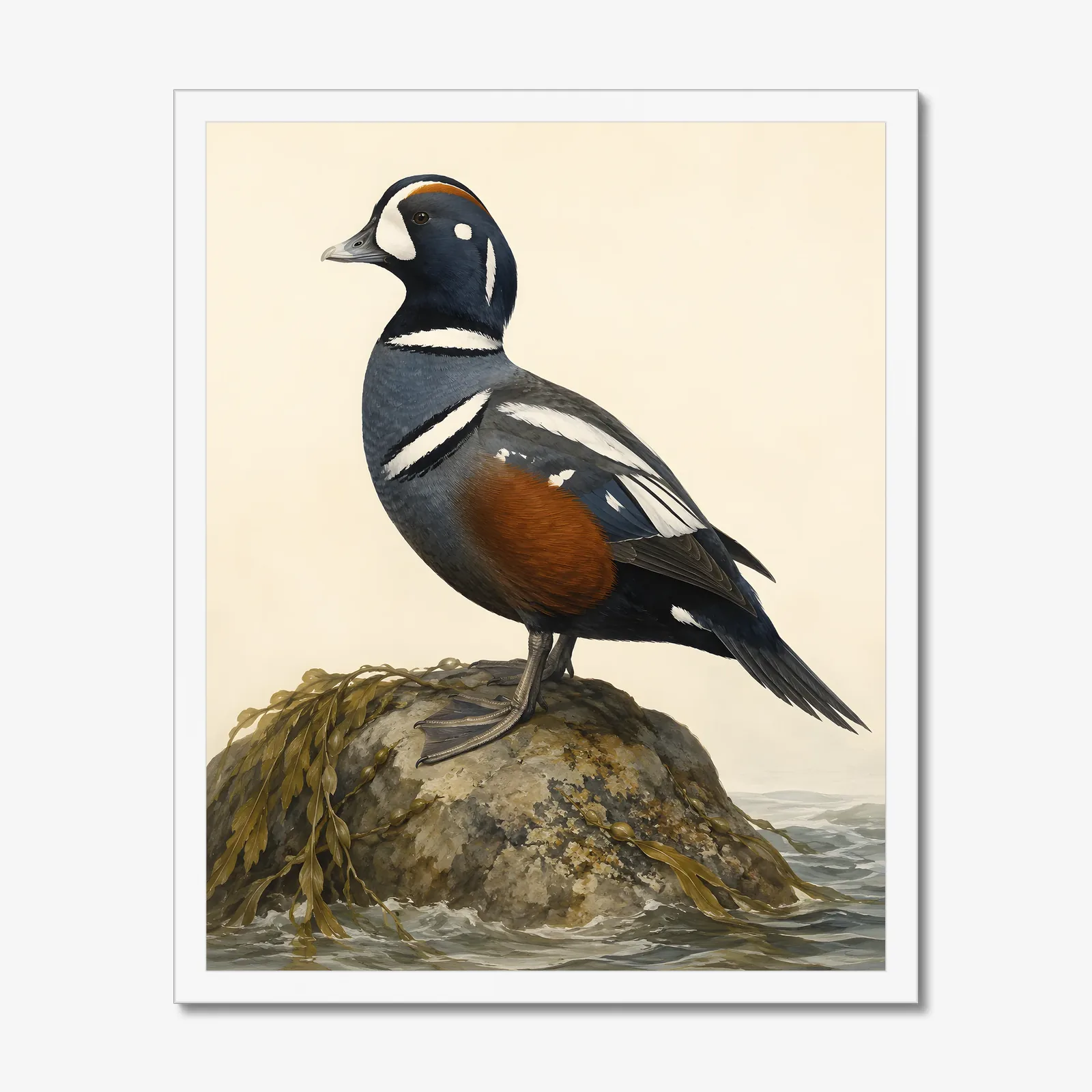 Harlequin Duck Print in a white frame