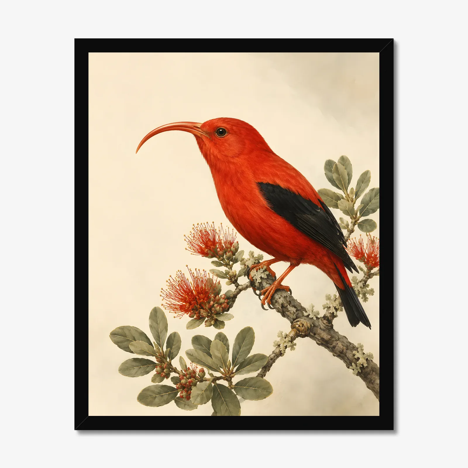Hawaiian Honeycreeper Print in a black frame