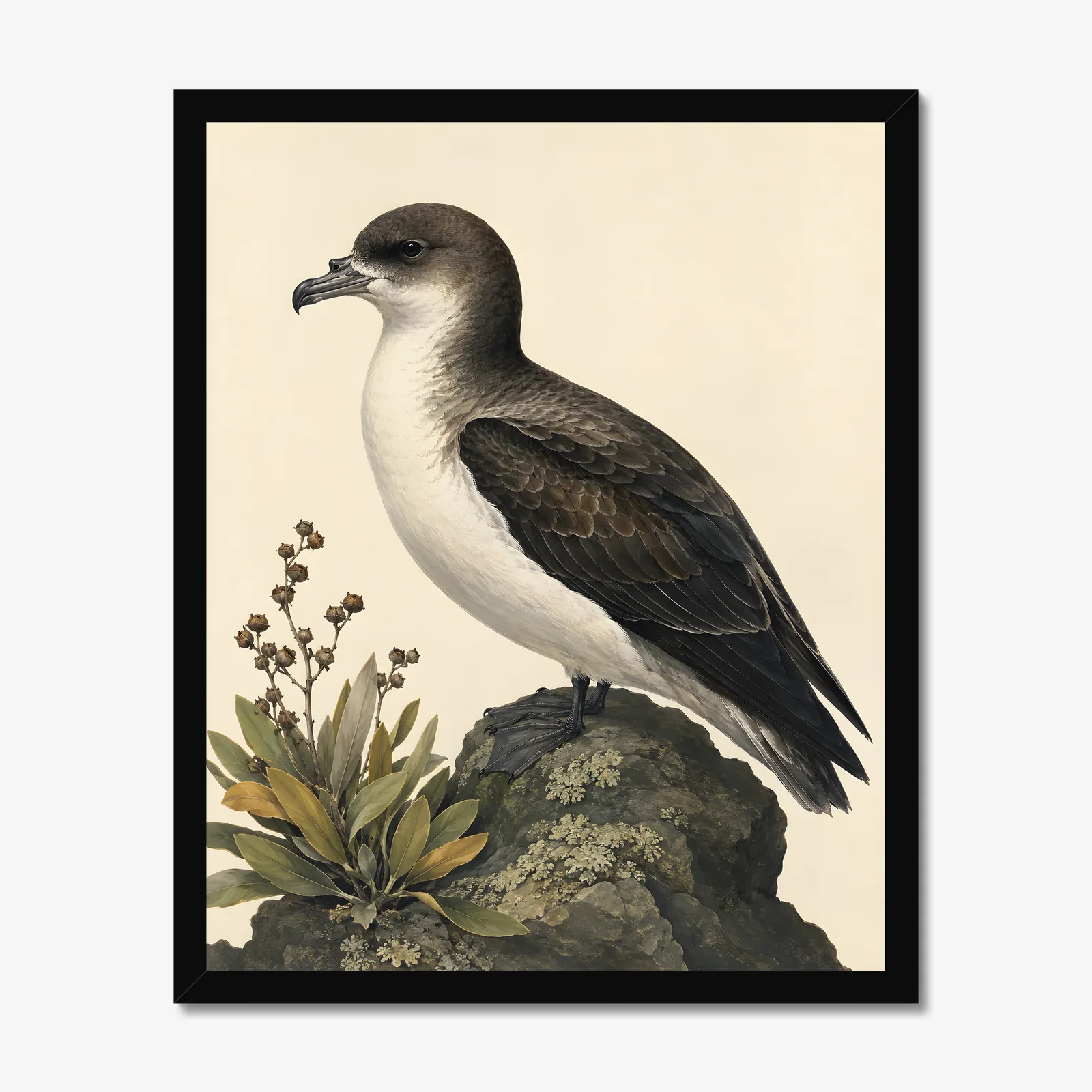 Hawaiian Petrel Print in a black frame
