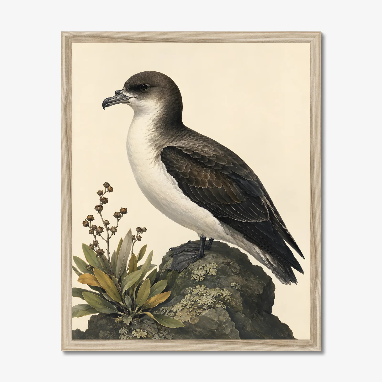 Hawaiian Petrel Print in a natural frame