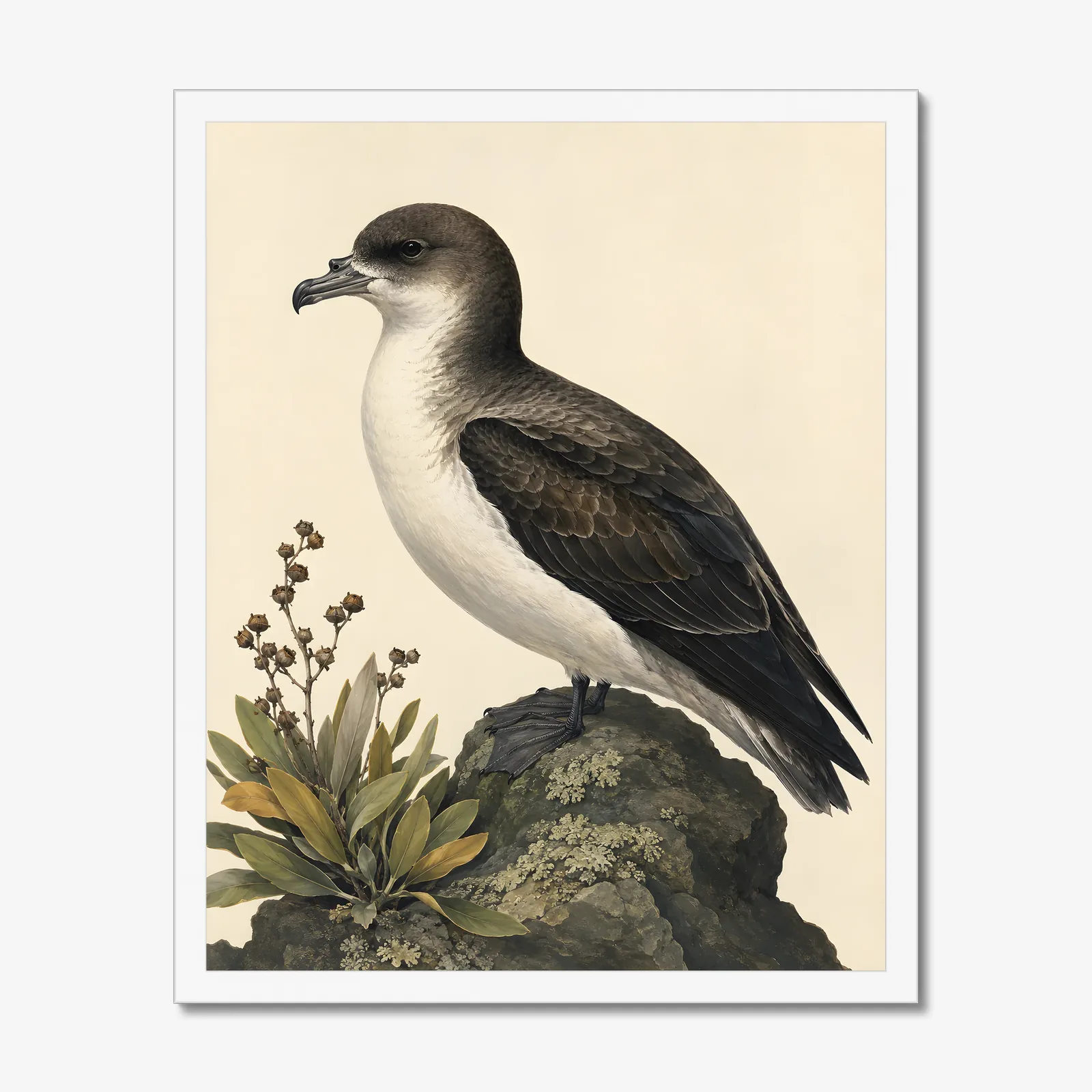Hawaiian Petrel Print in a white frame