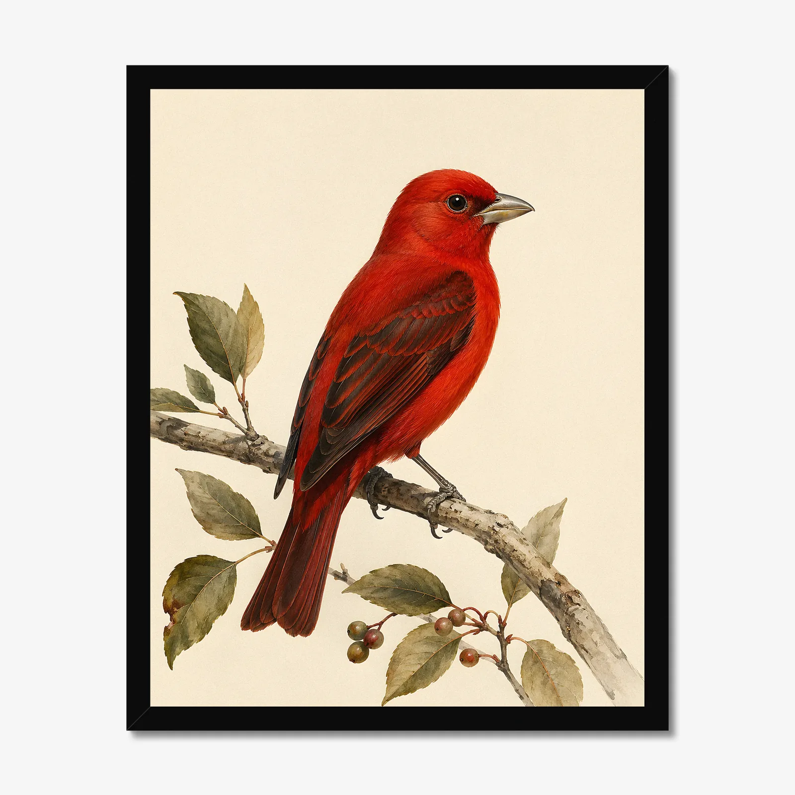 Hepatic Tanager Print in a black frame