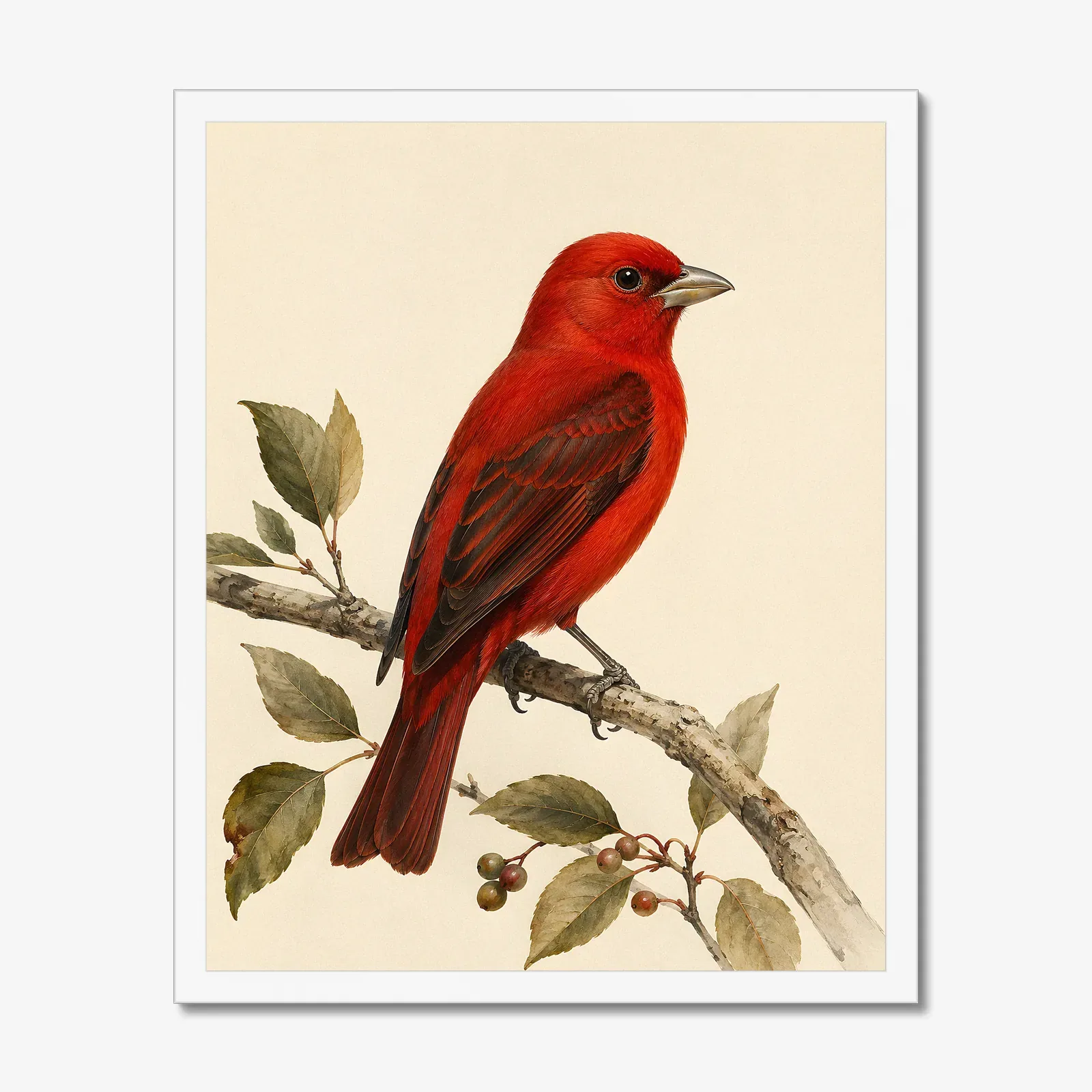 Hepatic Tanager Print in a white frame