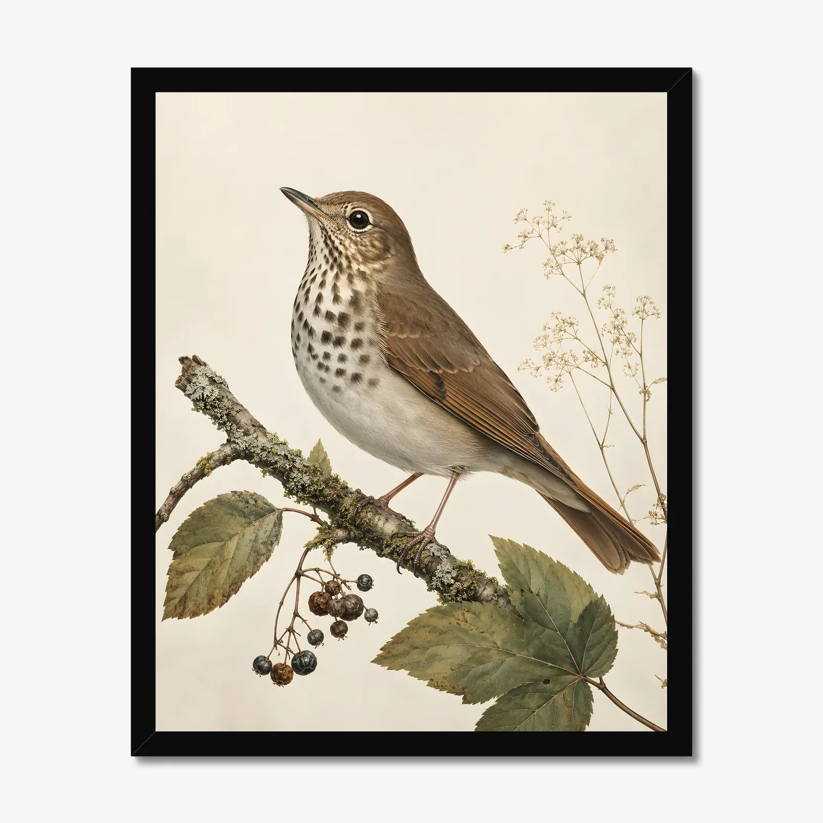 Hermit Thrush Print in a black frame