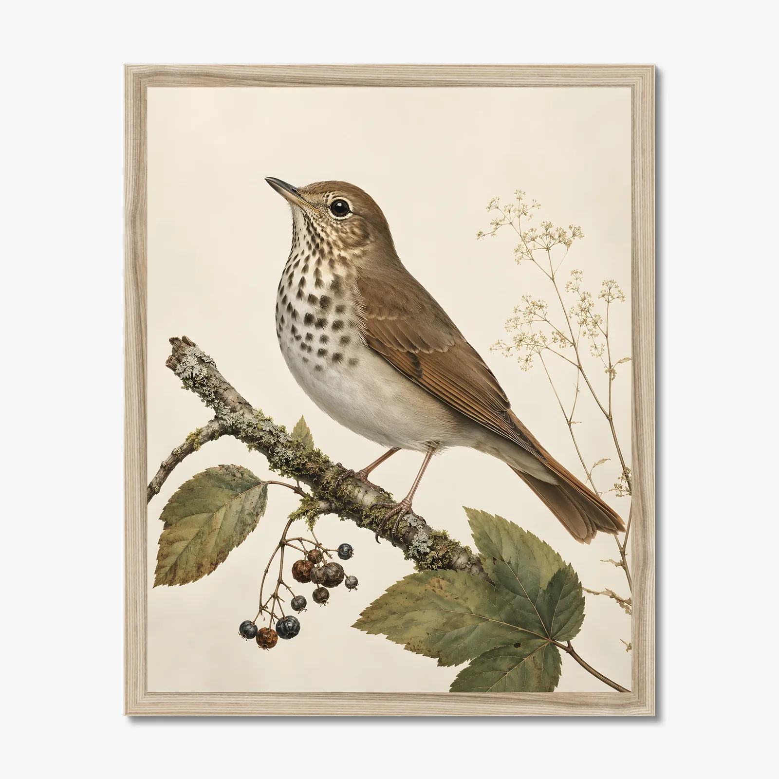 Hermit Thrush Print in a natural frame
