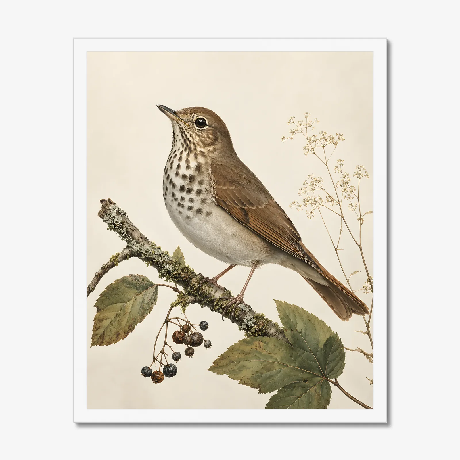 Hermit Thrush Print in a white frame