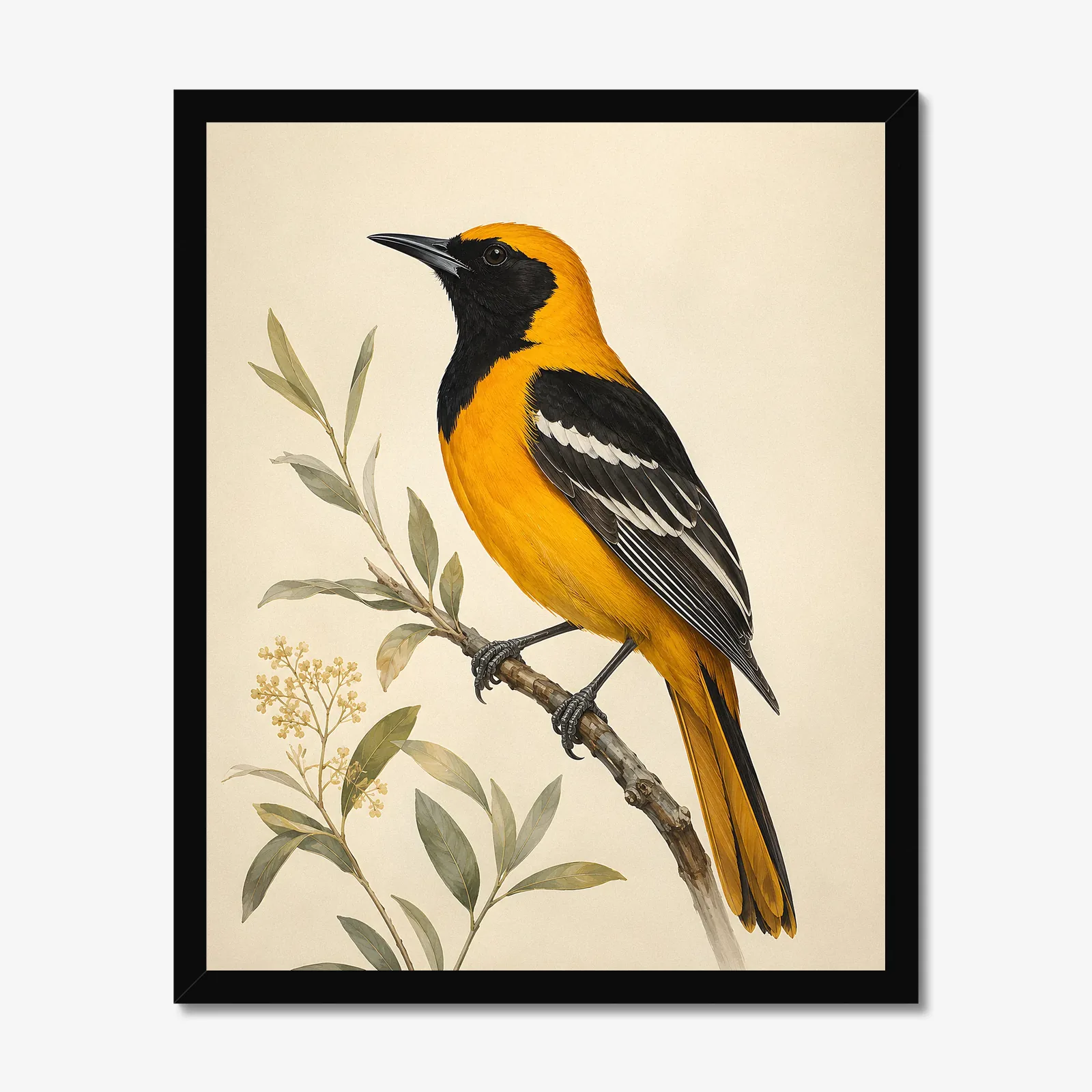Hooded Oriole Print in a black frame