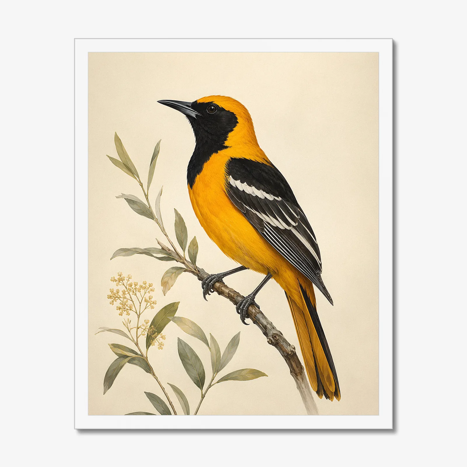 Hooded Oriole Print in a white frame