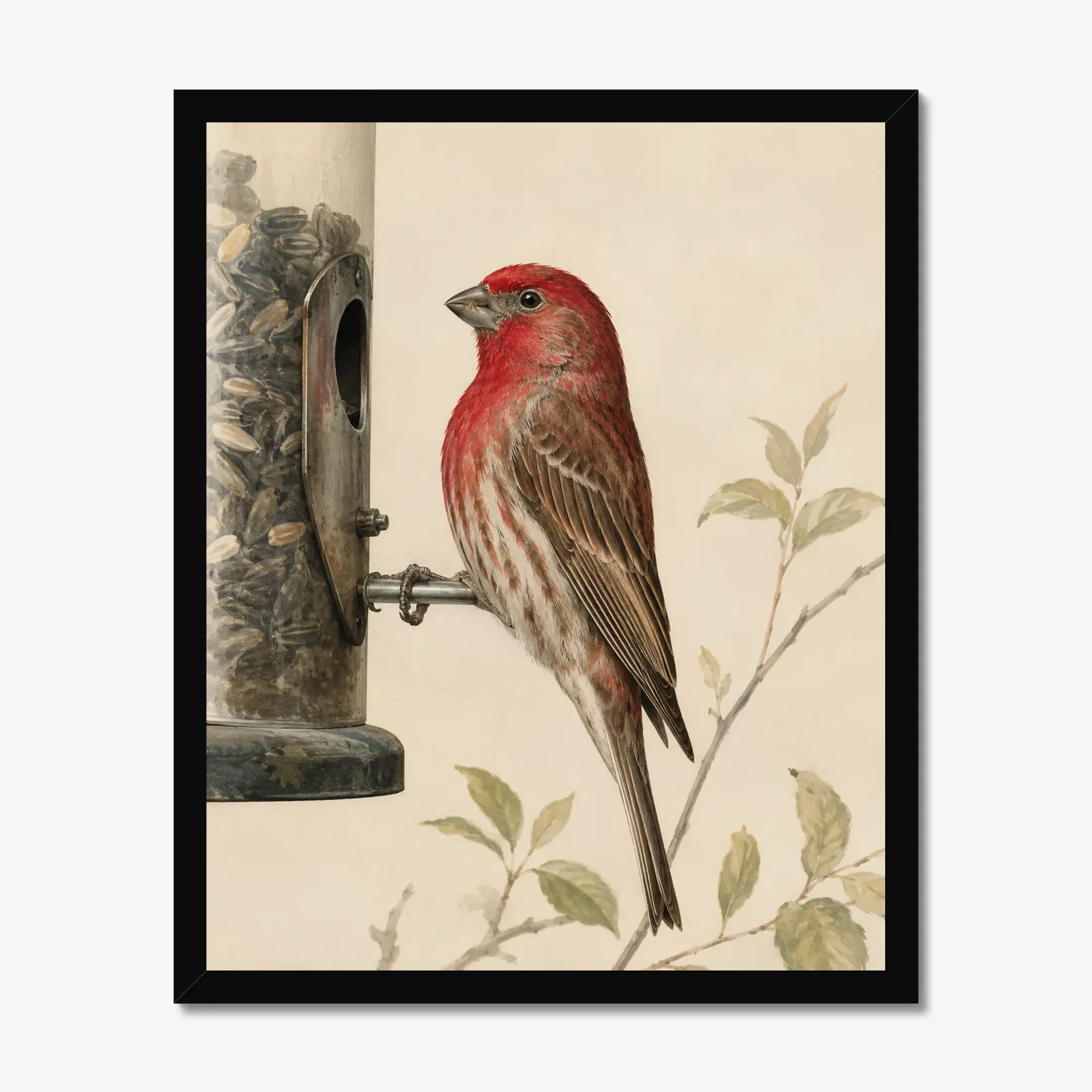House Finch Print in a black frame