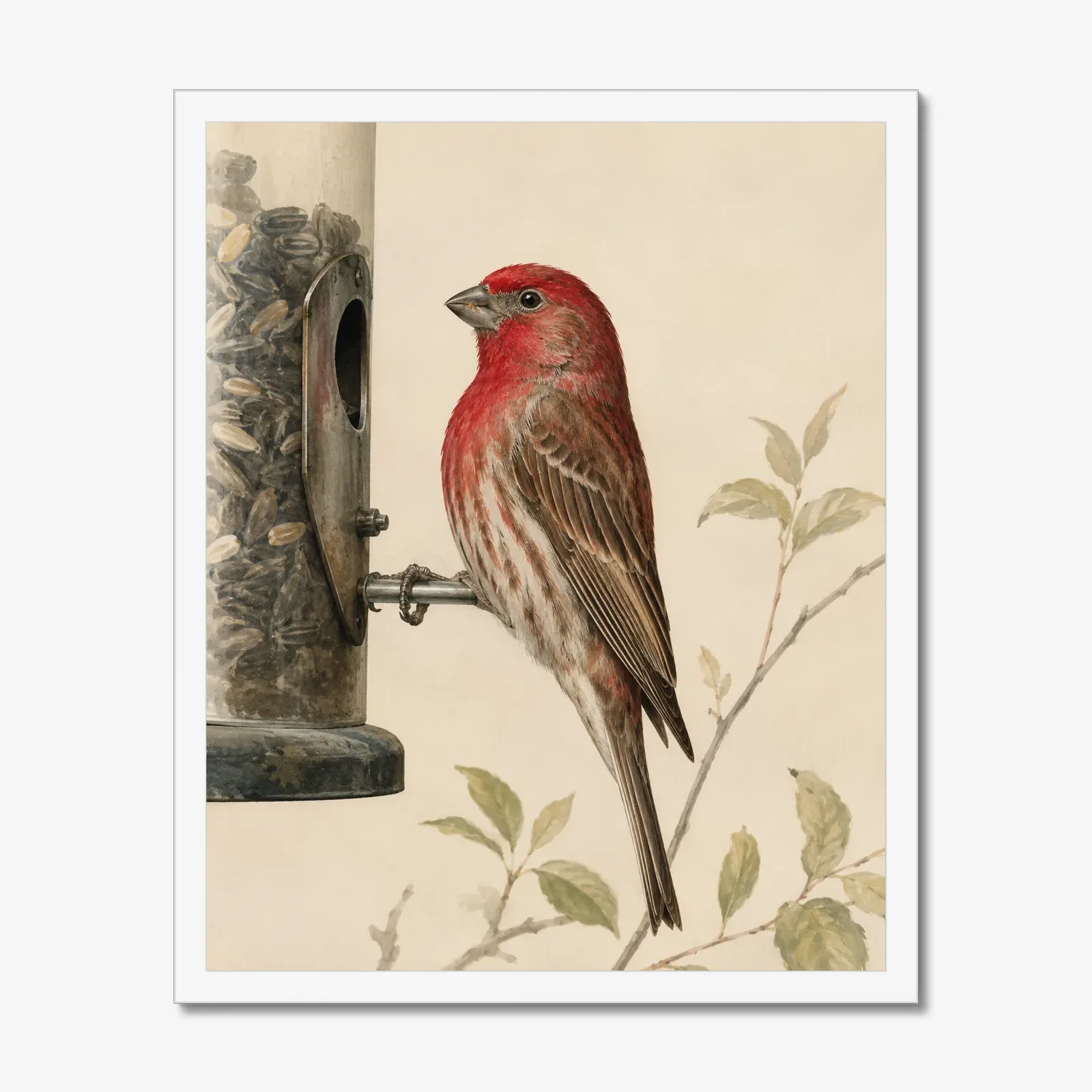 House Finch Print in a white frame