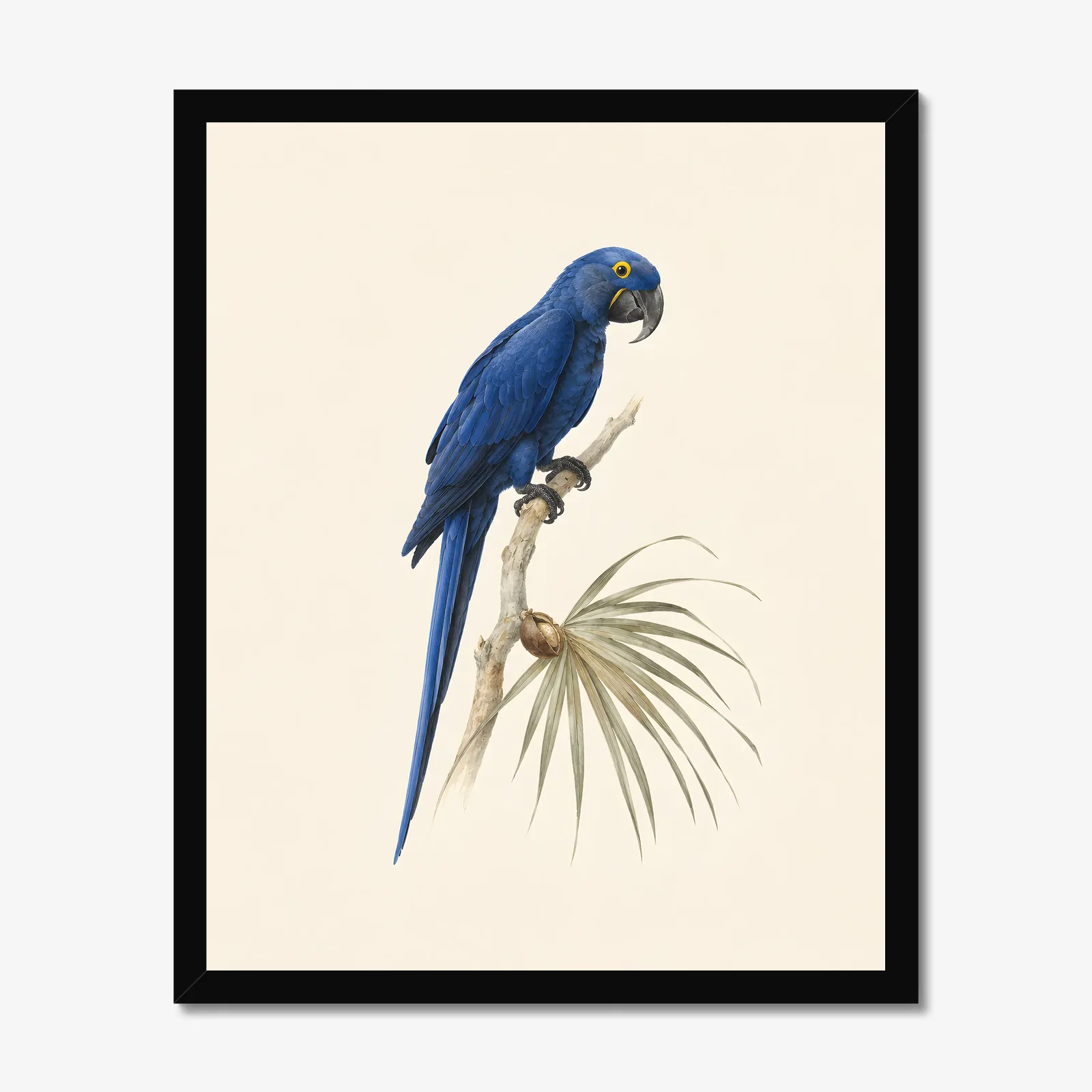 Hyacinth Macaw Print in a black frame
