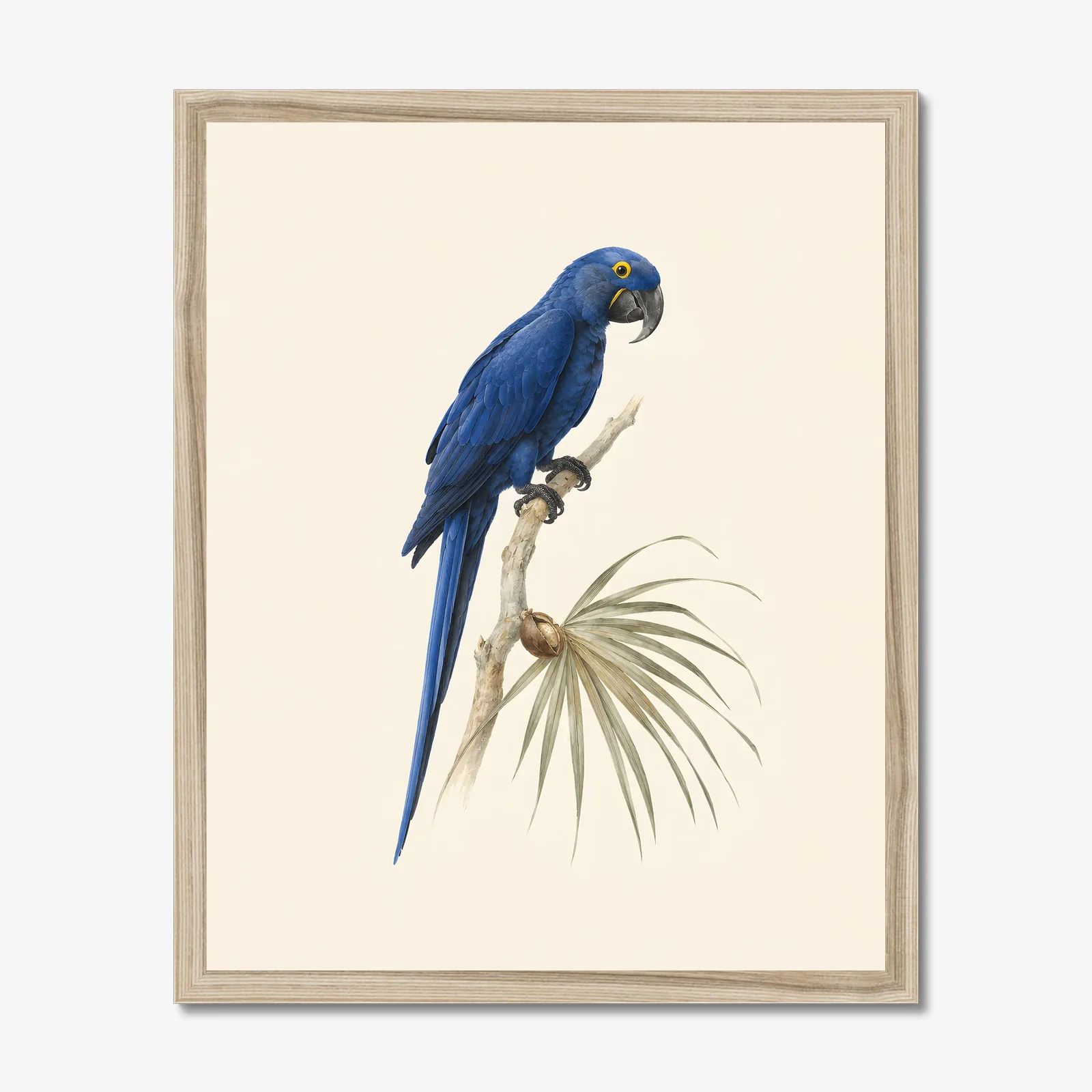 Hyacinth Macaw Print in a natural frame