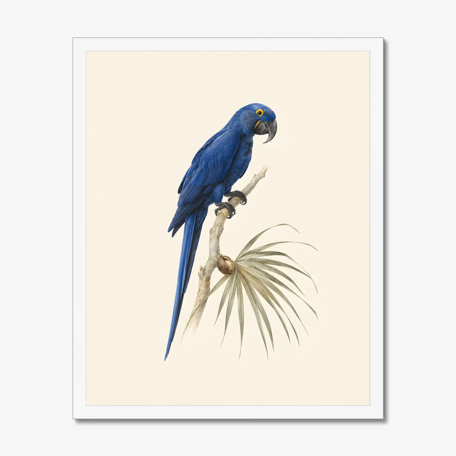 Hyacinth Macaw Print in a white frame