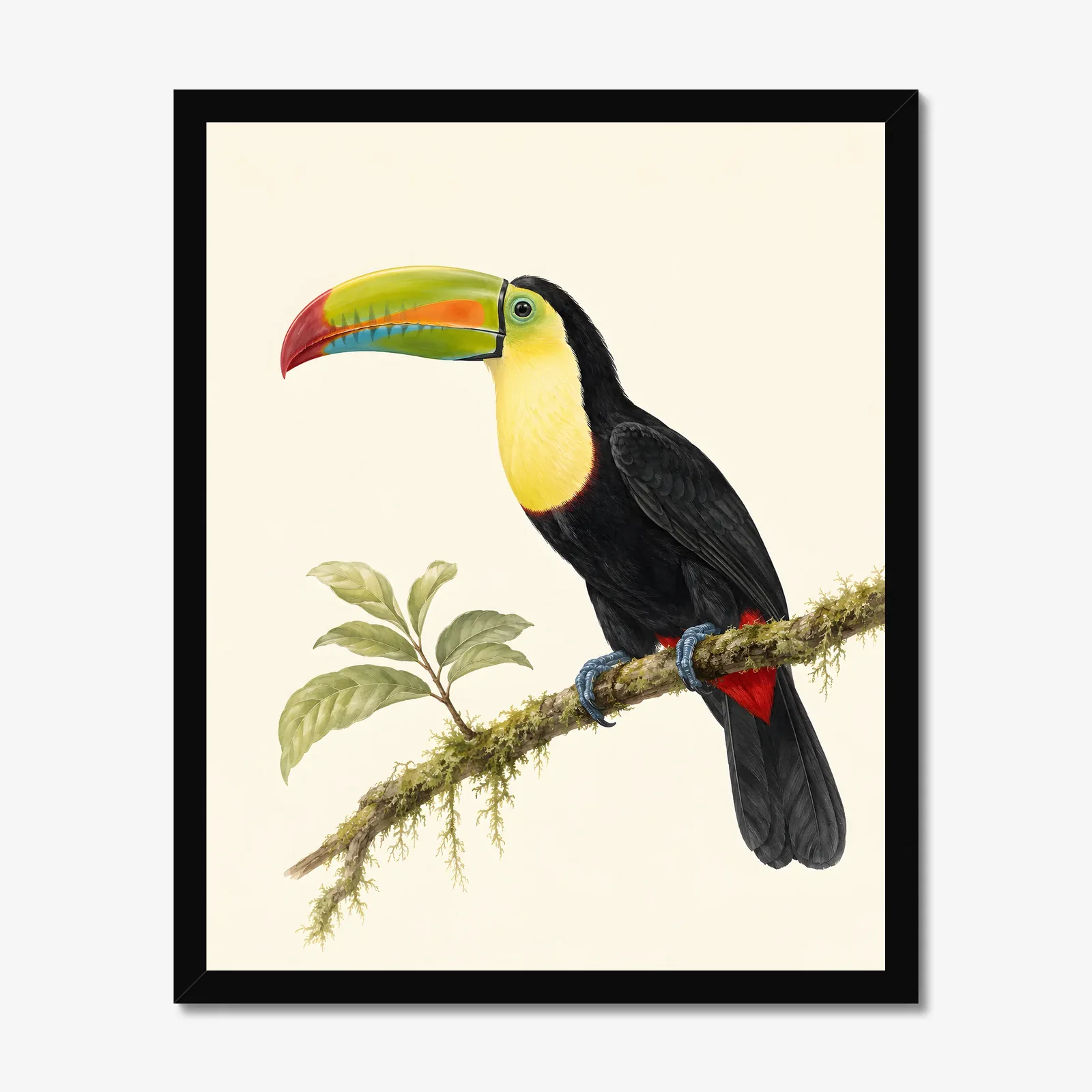 Keel-billed Toucan Print in a black frame
