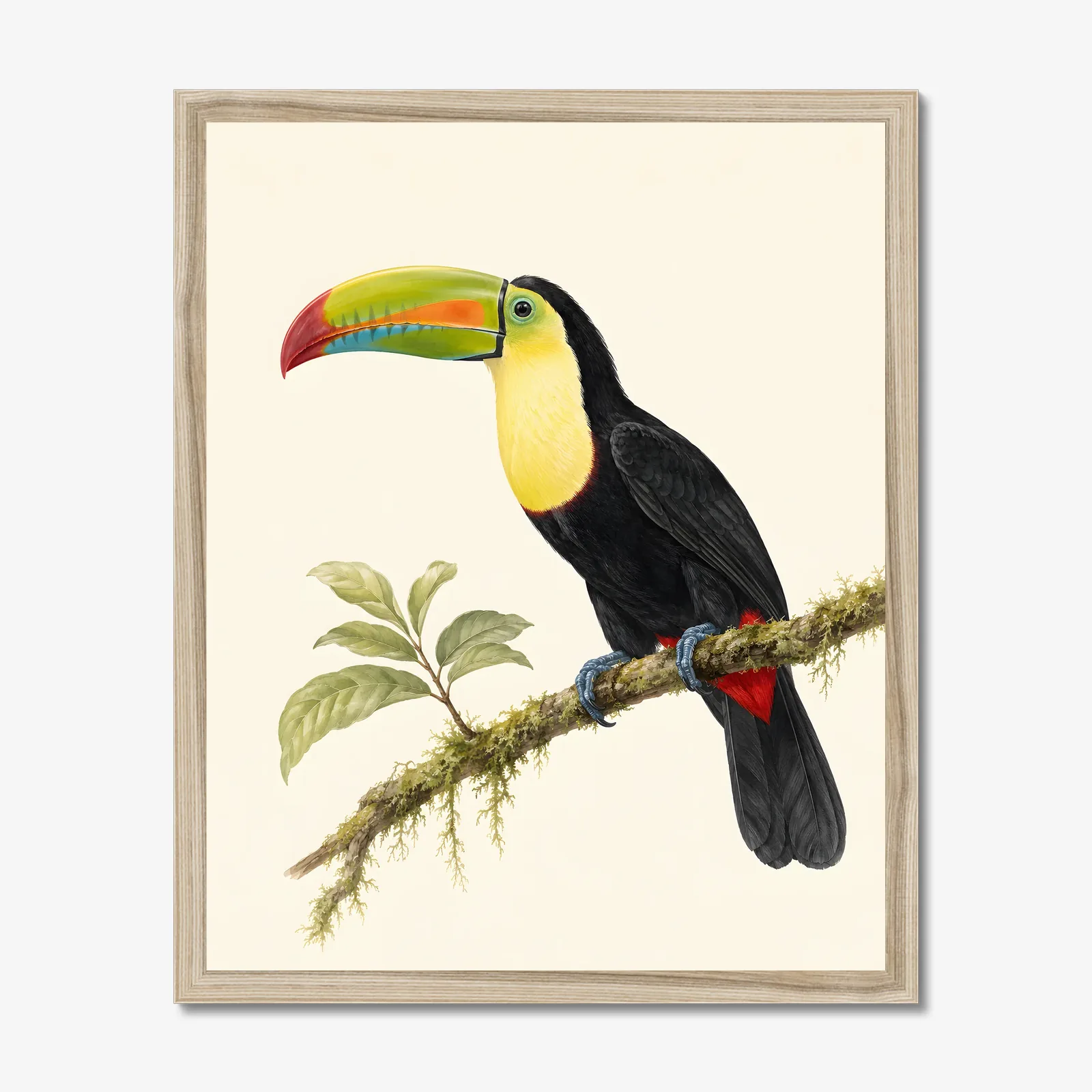 Keel-billed Toucan Print in a natural frame