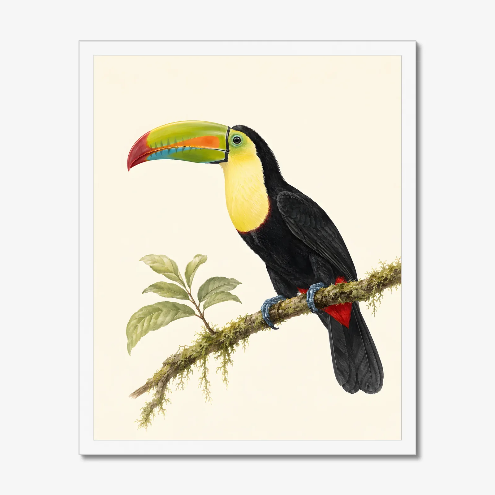 Keel-billed Toucan Print in a white frame
