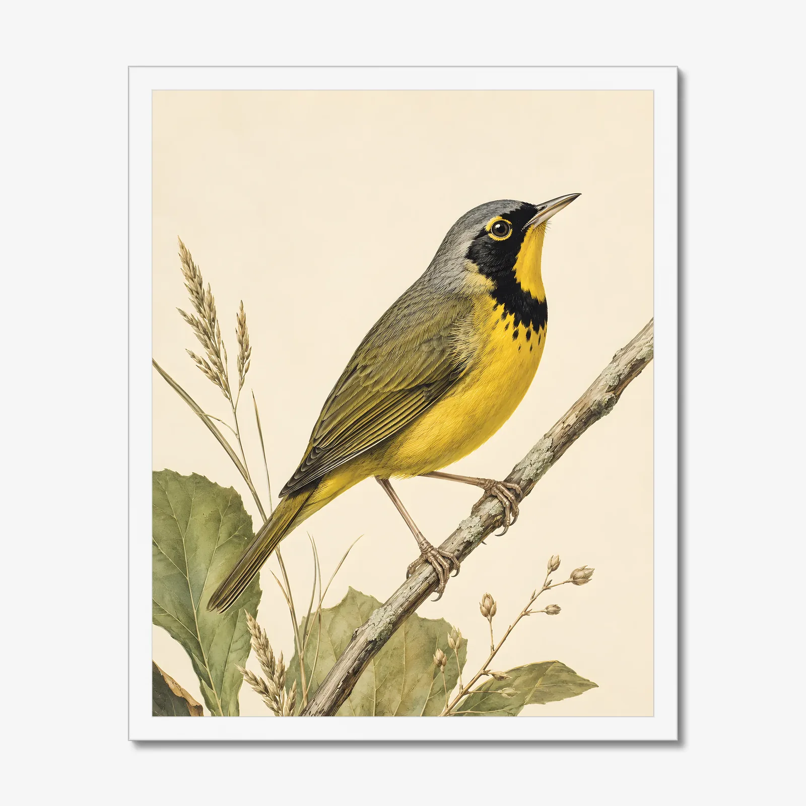 Kentucky Warbler Print in a white frame