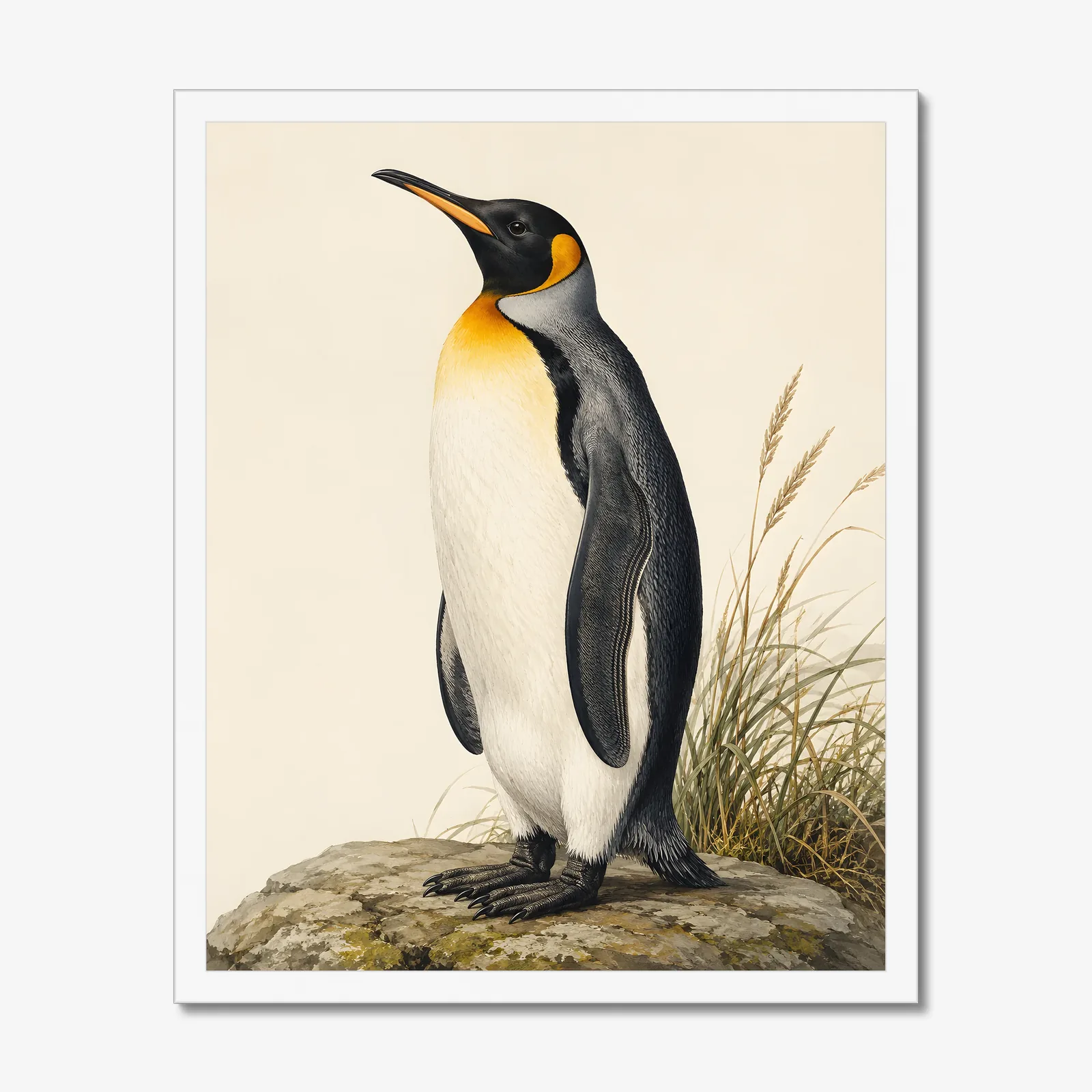 King Penguin Print in a white frame