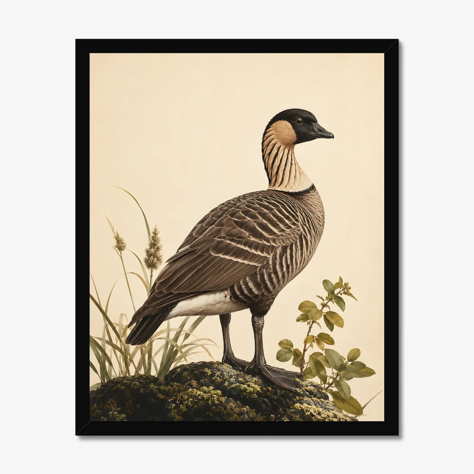 Koloa Maoli / Hawaiian Duck Print in a black frame
