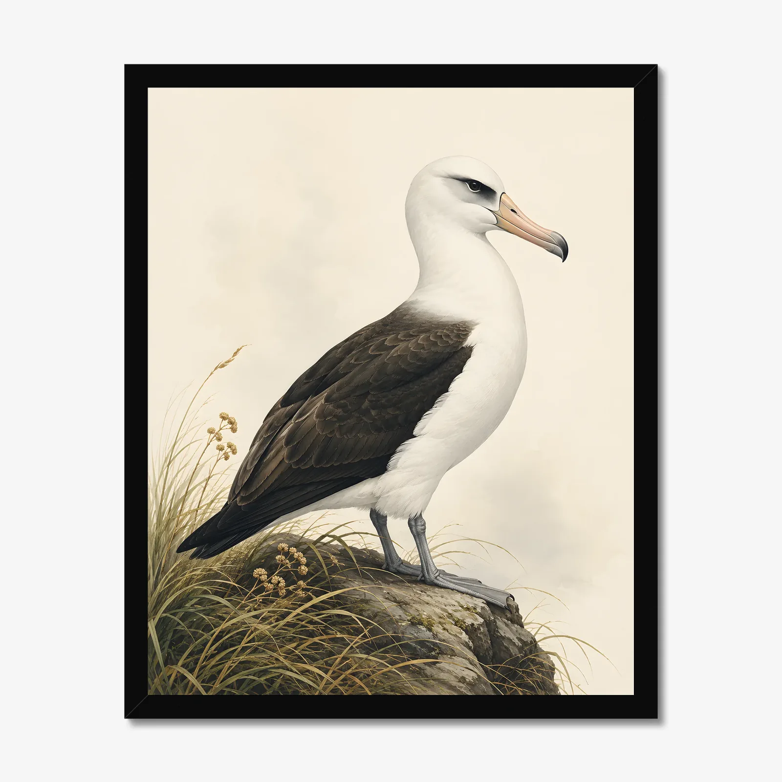 Laysan Albatross Print in a black frame