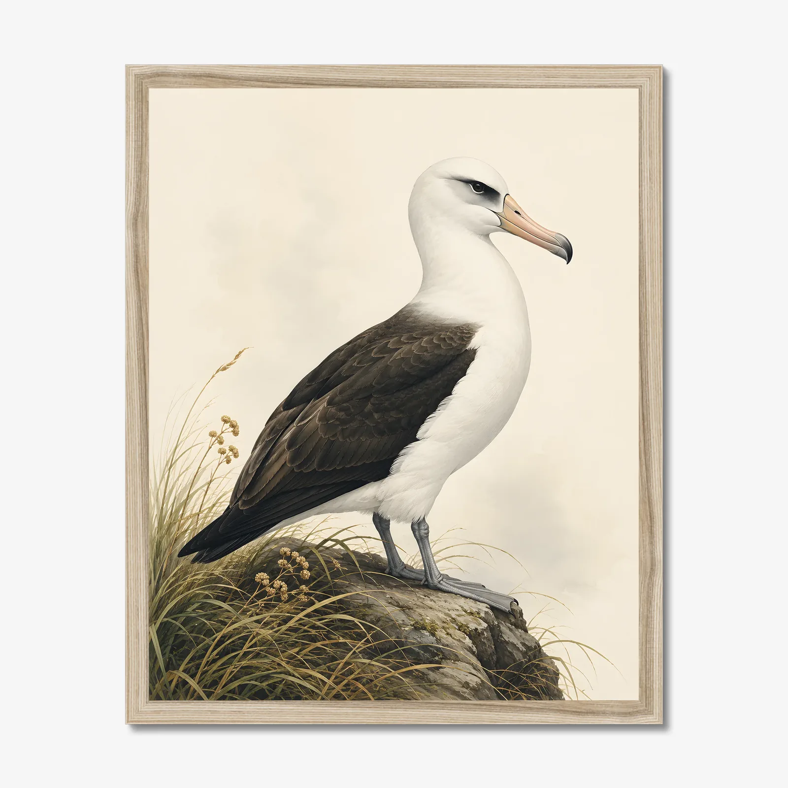 Laysan Albatross Print in a natural frame