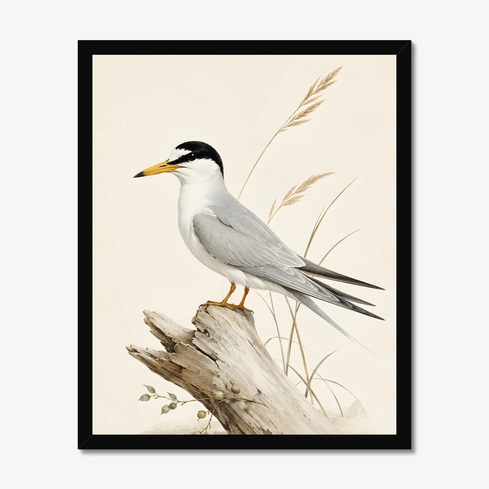 Least Tern Print in a black frame