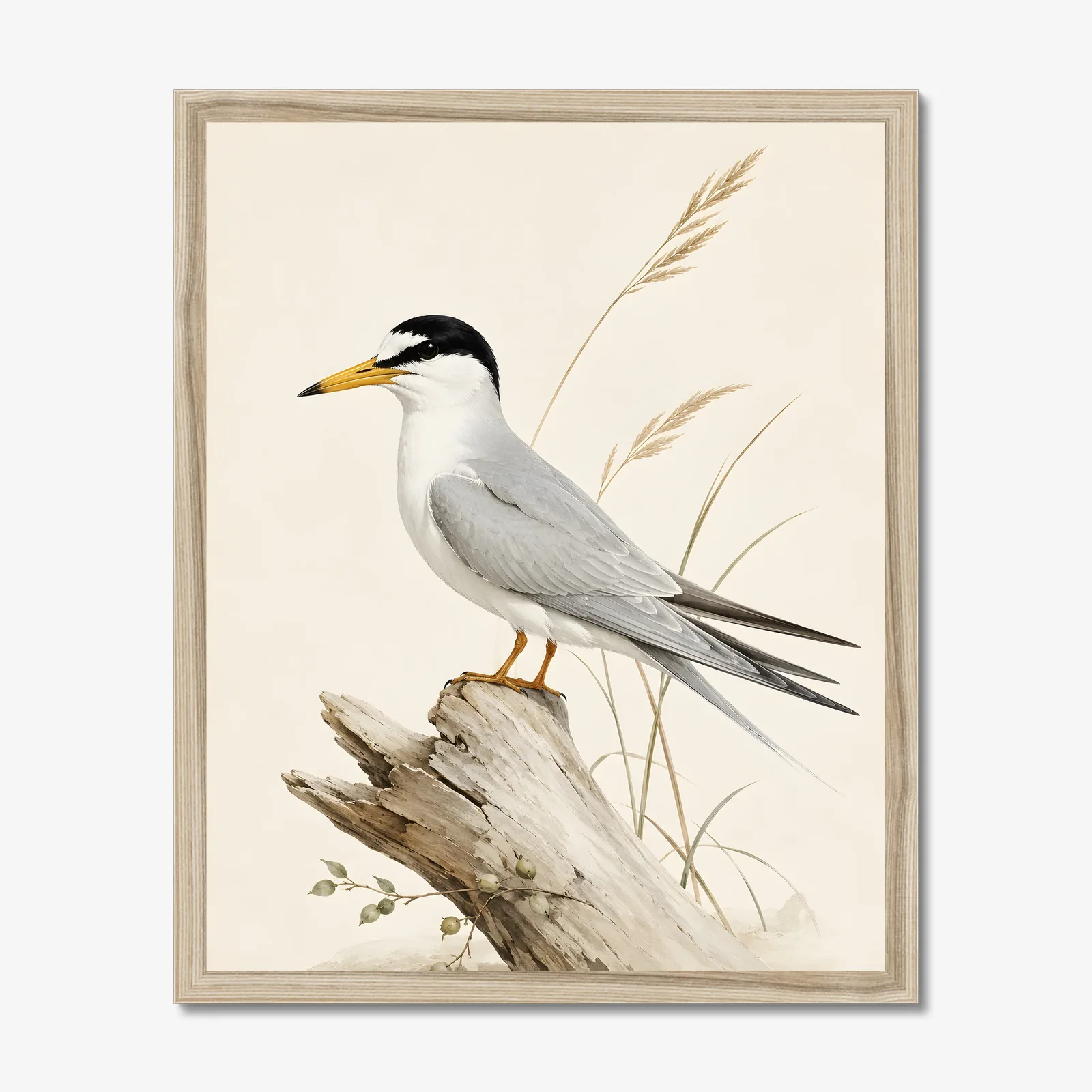 Least Tern Print in a natural frame