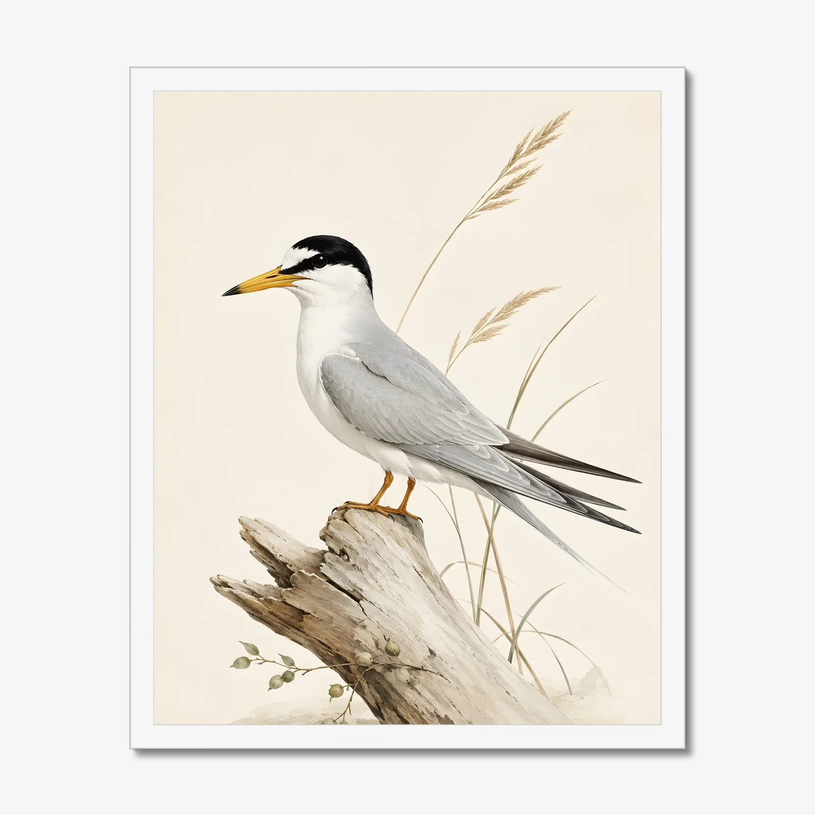 Least Tern Print in a white frame