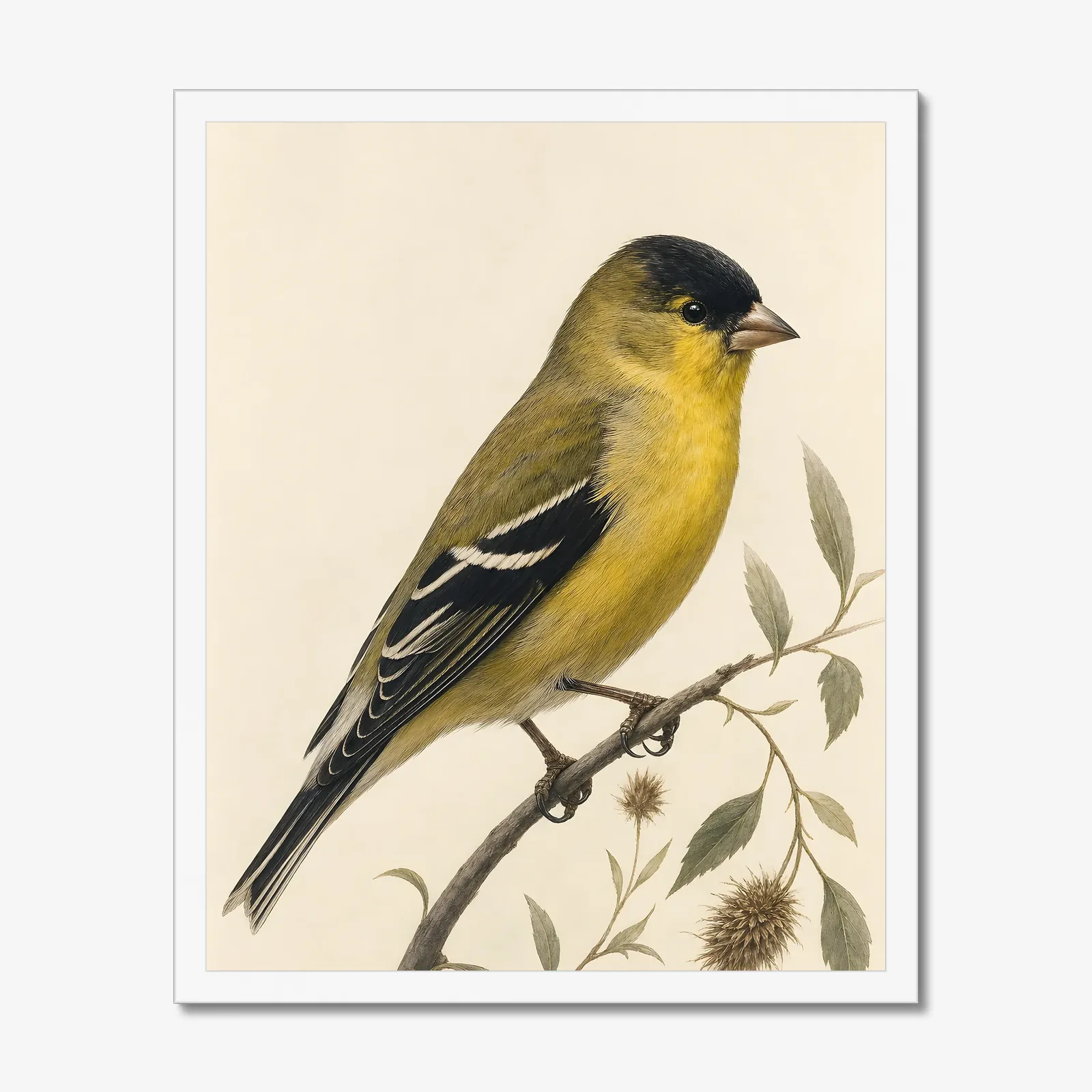 Lesser Goldfinch Print in a white frame