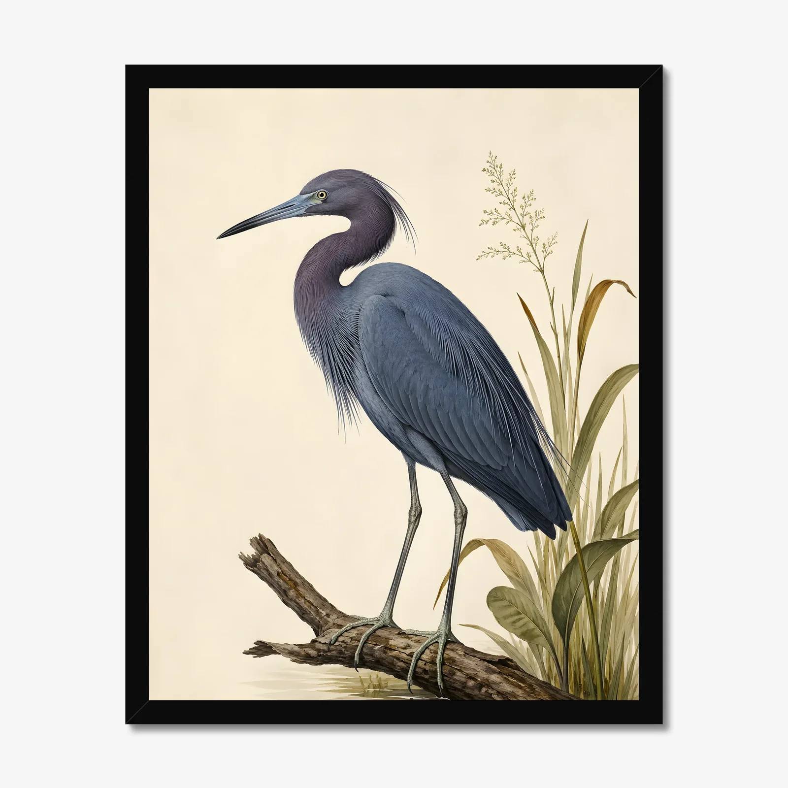 Little Blue Heron Print in a black frame