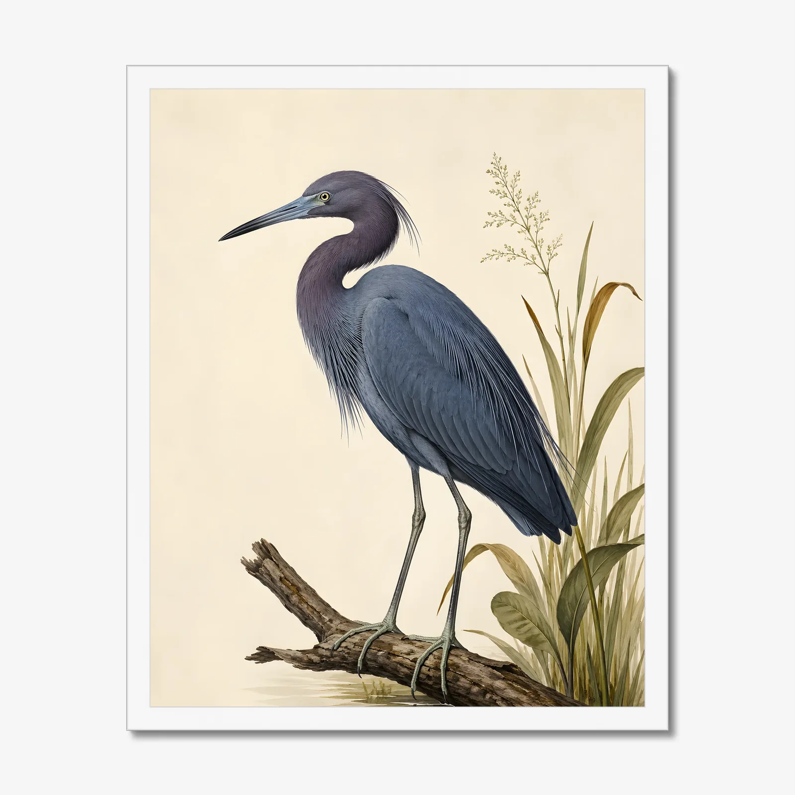 Little Blue Heron Print in a white frame