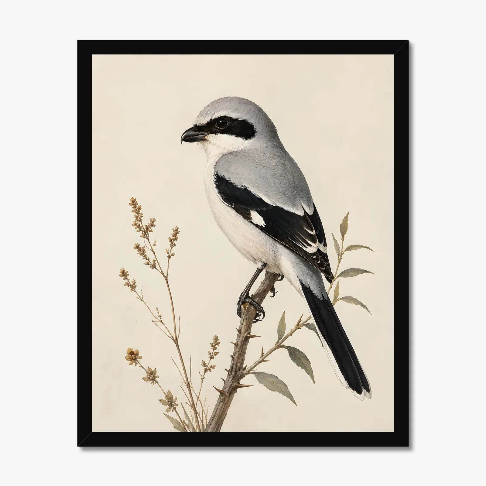 Loggerhead Shrike Print in a black frame