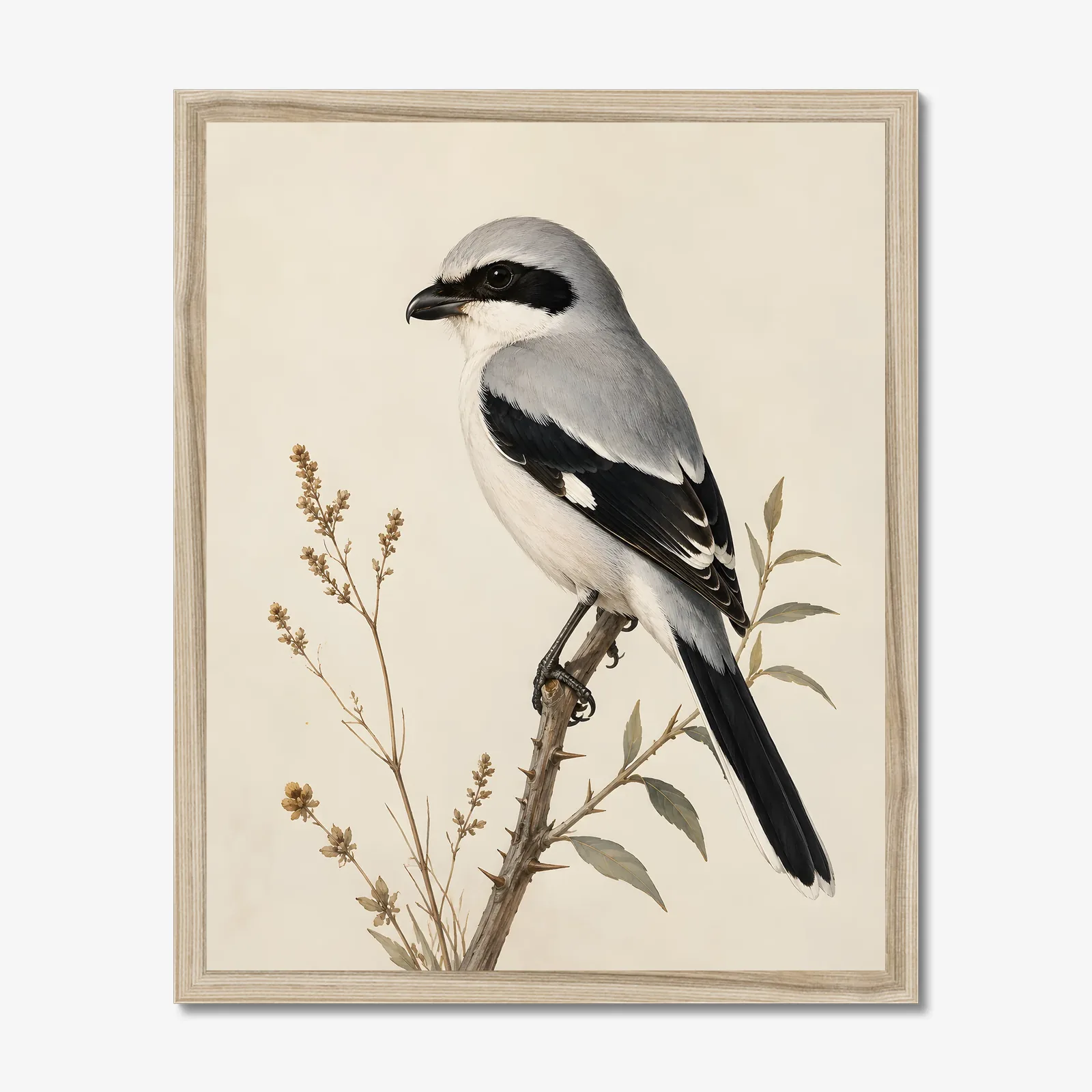 Loggerhead Shrike Print in a natural frame