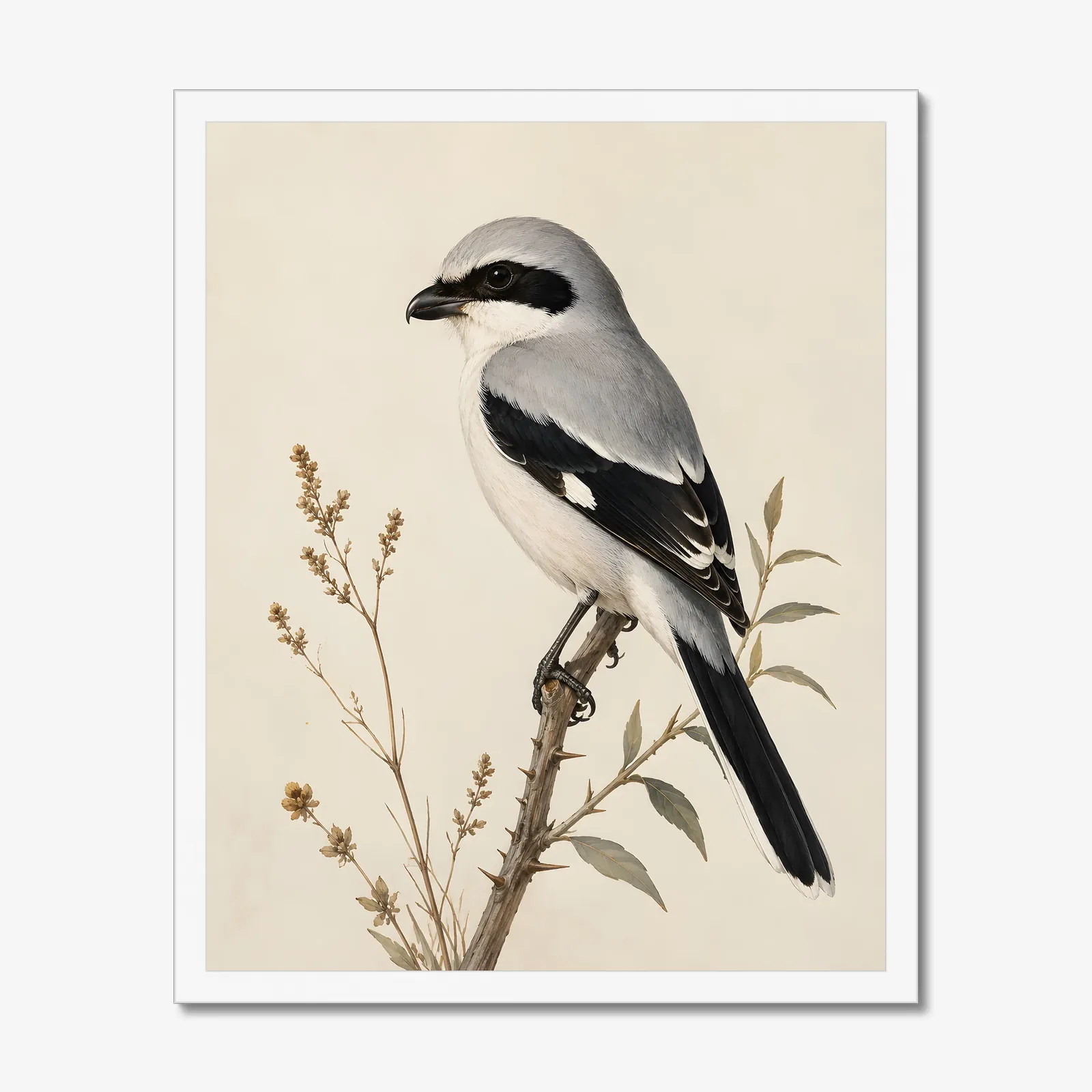 Loggerhead Shrike Print in a white frame