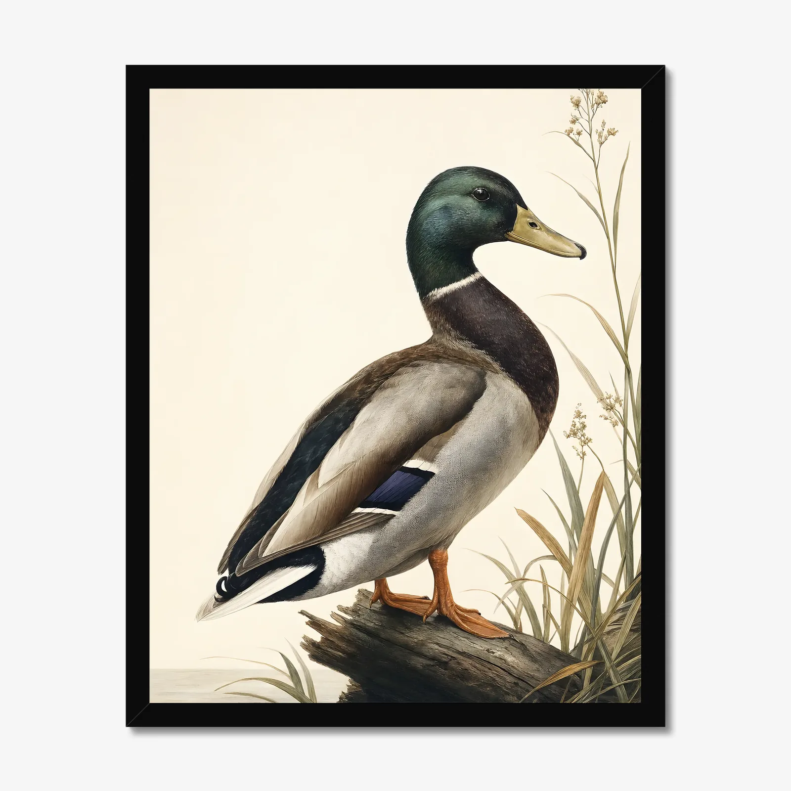 Mallard Print in a black frame