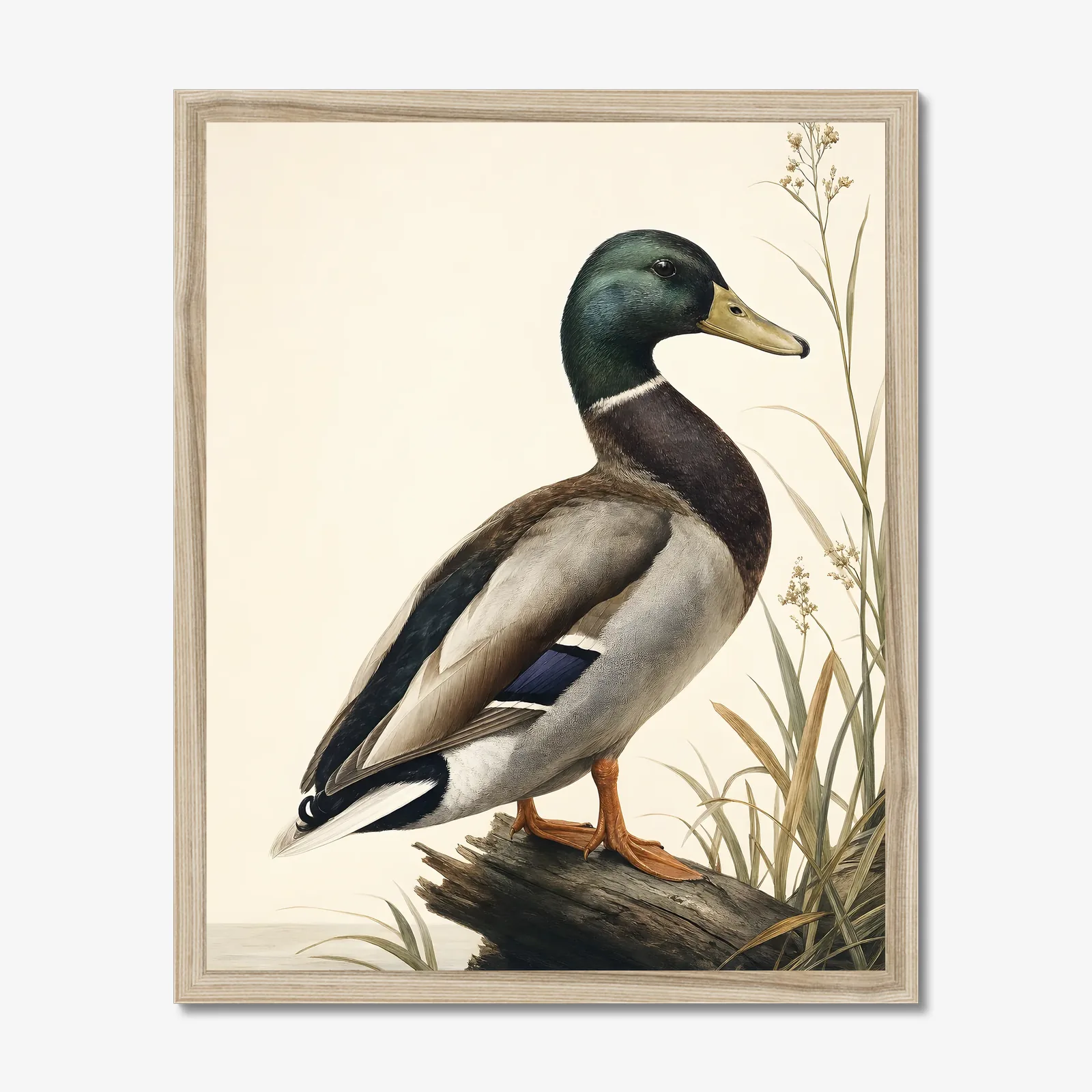 Mallard Print in a natural frame